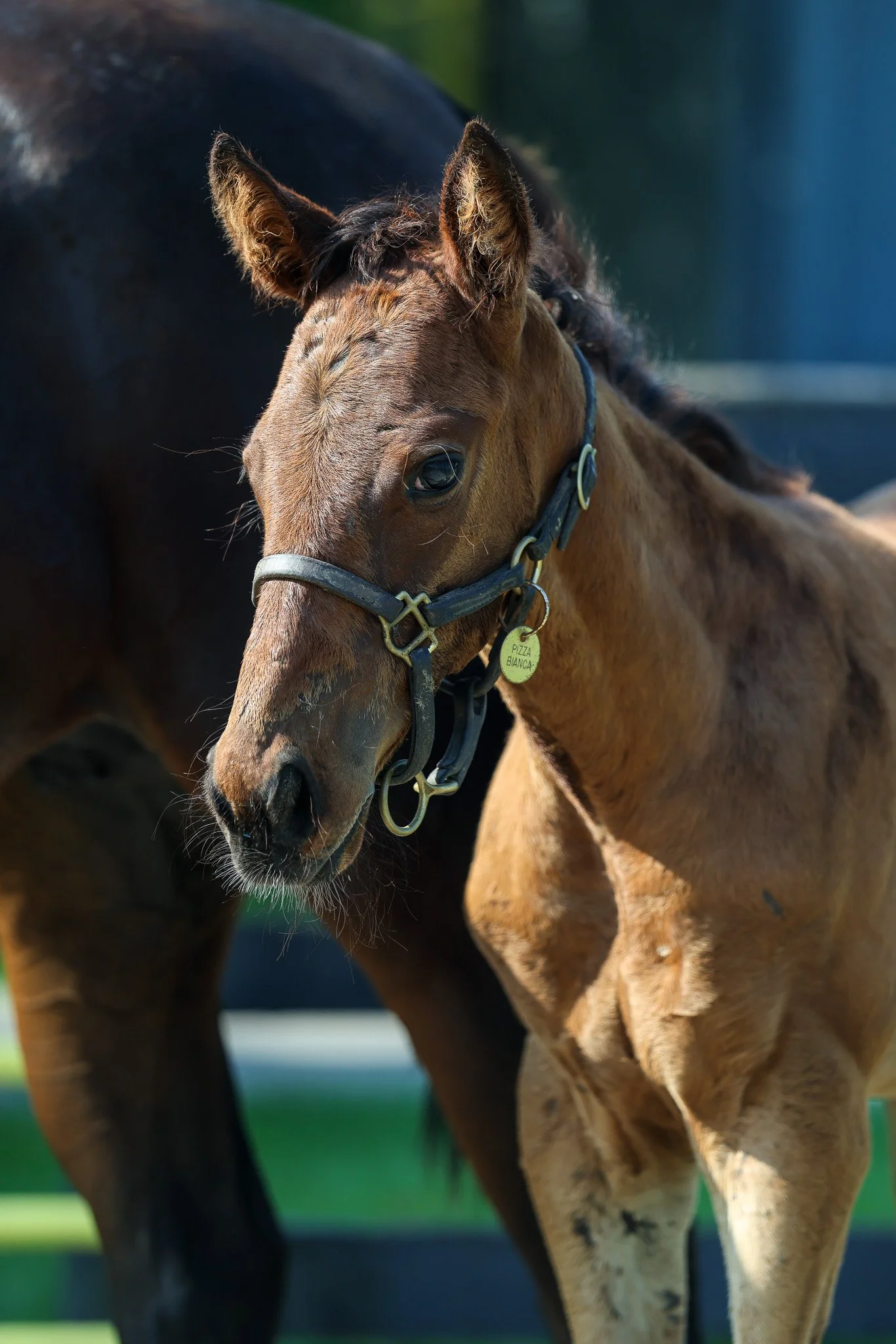 25 Pizza Bianca PP 6.25.25  3.jpg