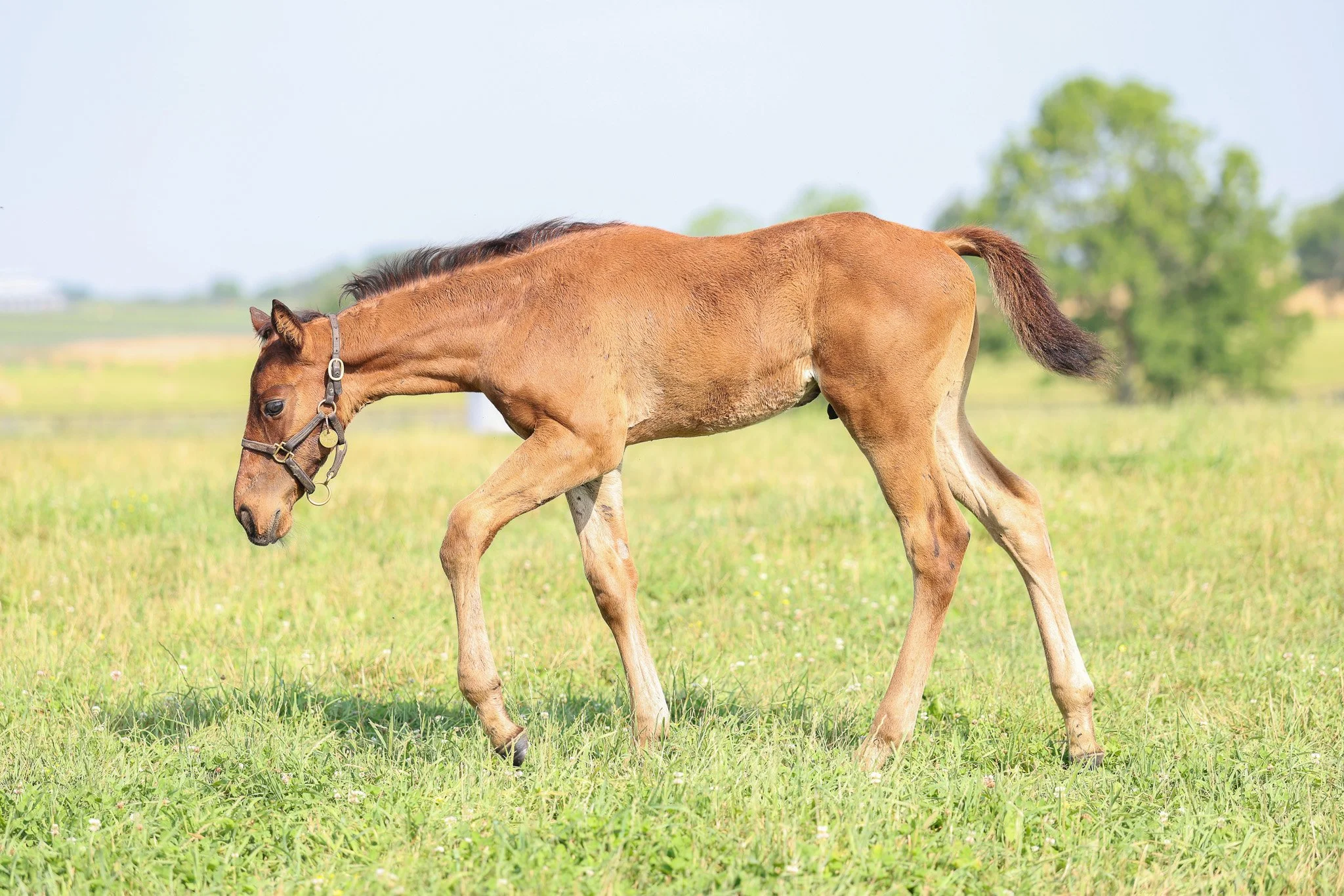 25 Pizza Bianca PP 6.25.25  4.jpg