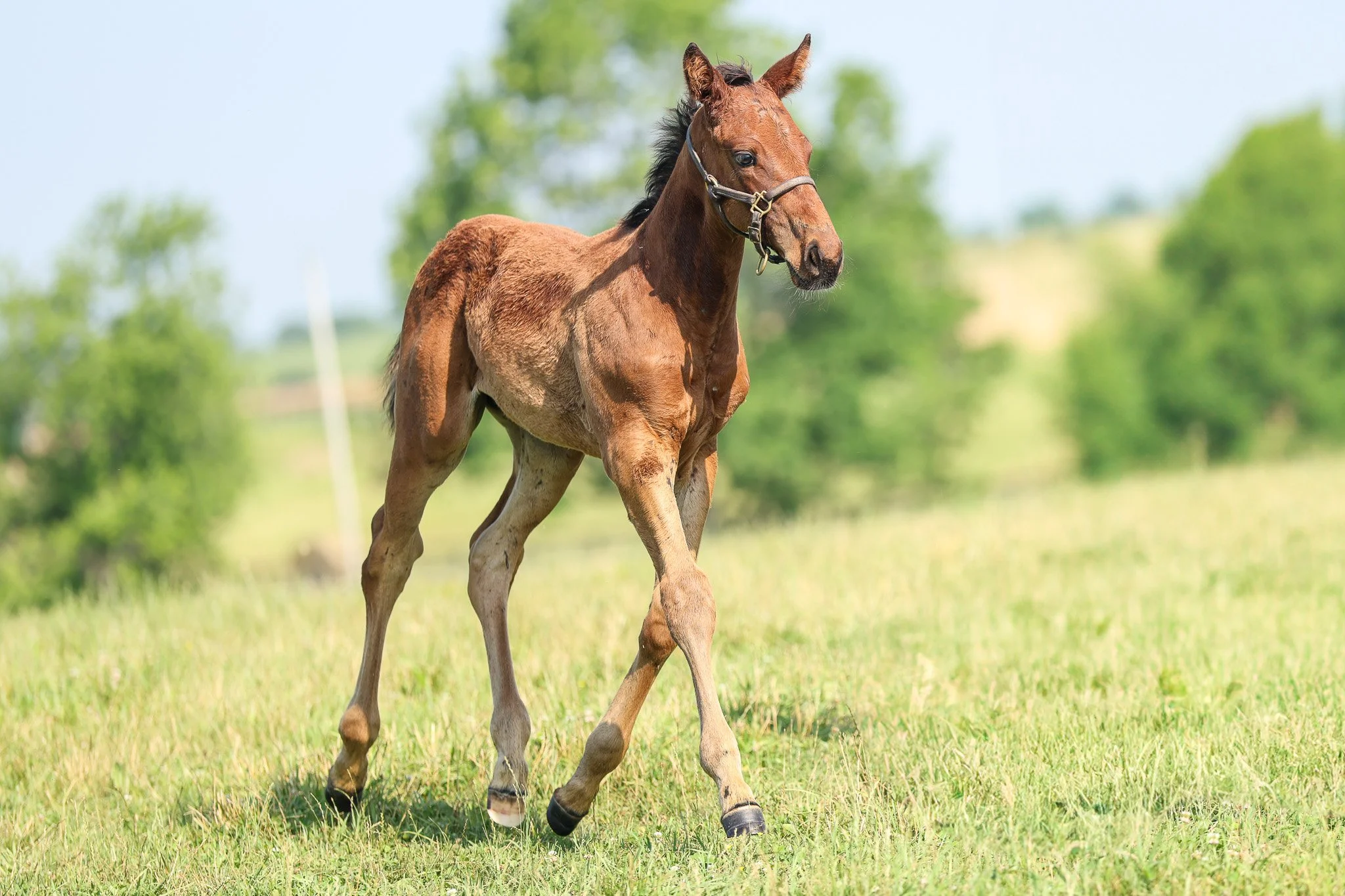 25 Pizza Bianca PP 6.25.25  5.jpg