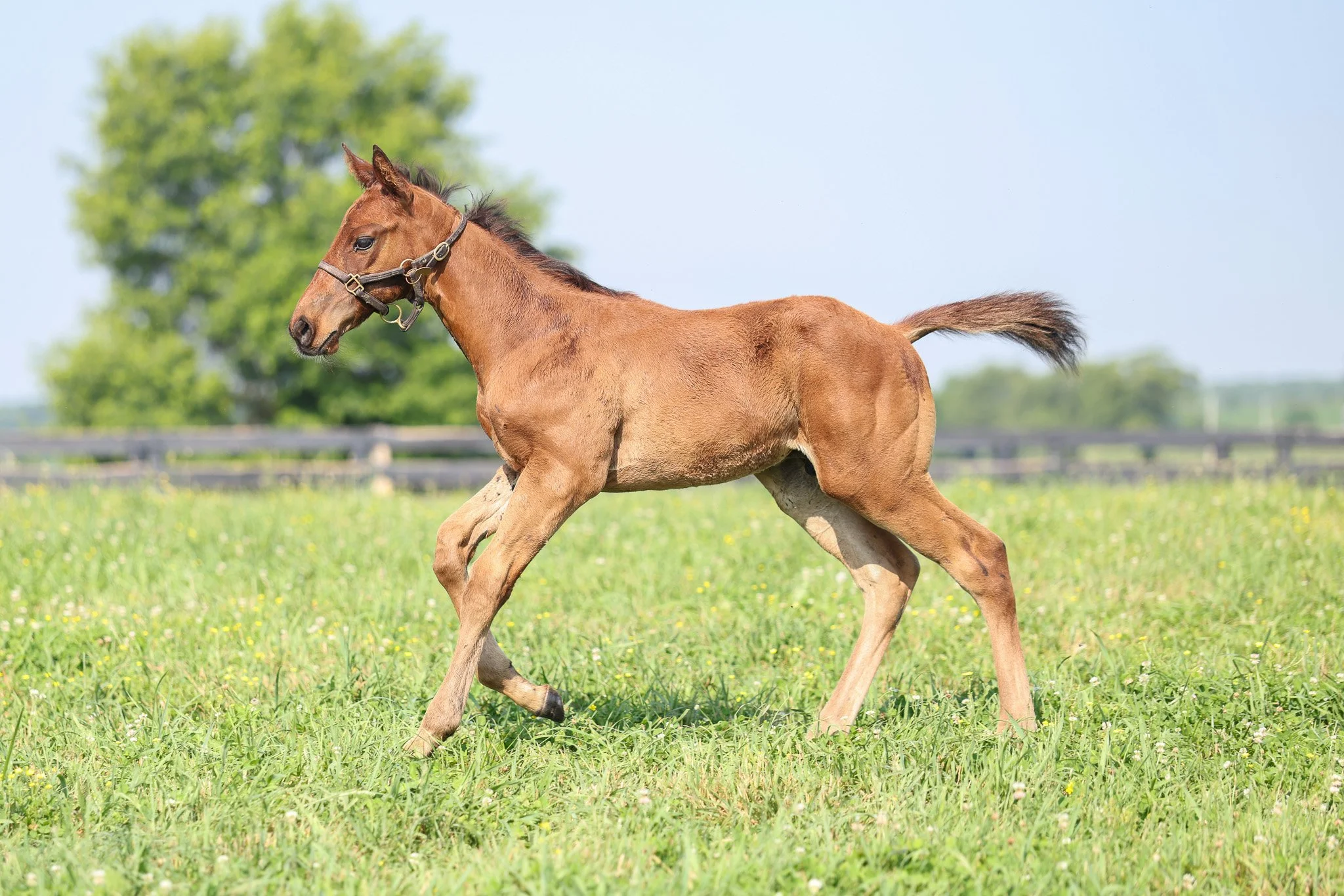 25 Pizza Bianca PP 6.25.25  6.jpg