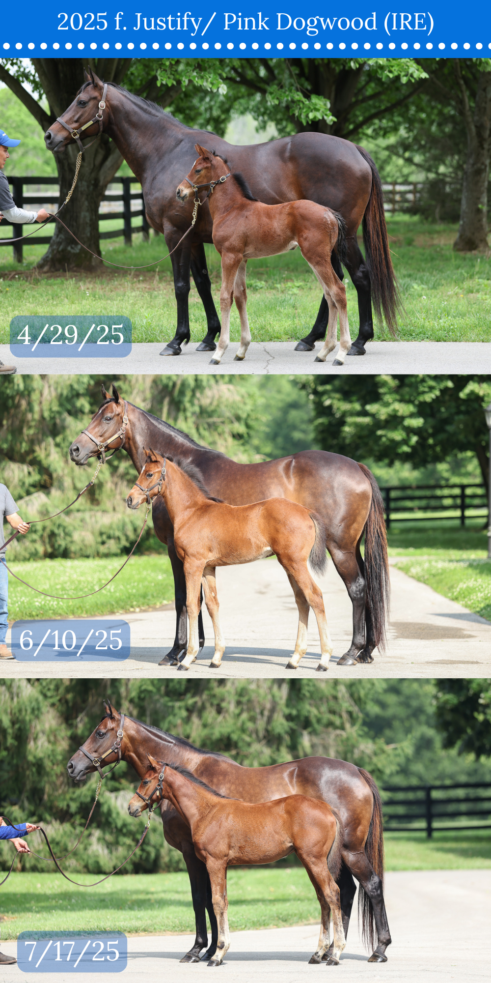 3 CONFORMATION COMPARISON.png