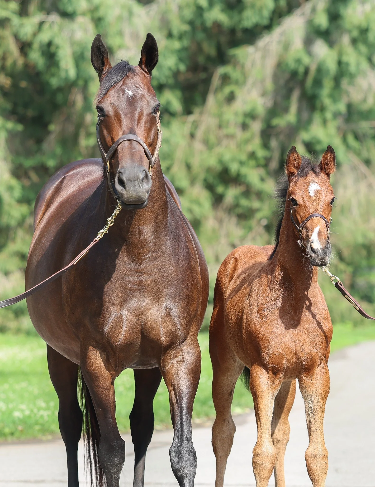 25 Pink Dogwood 6.10.25. 2.jpg