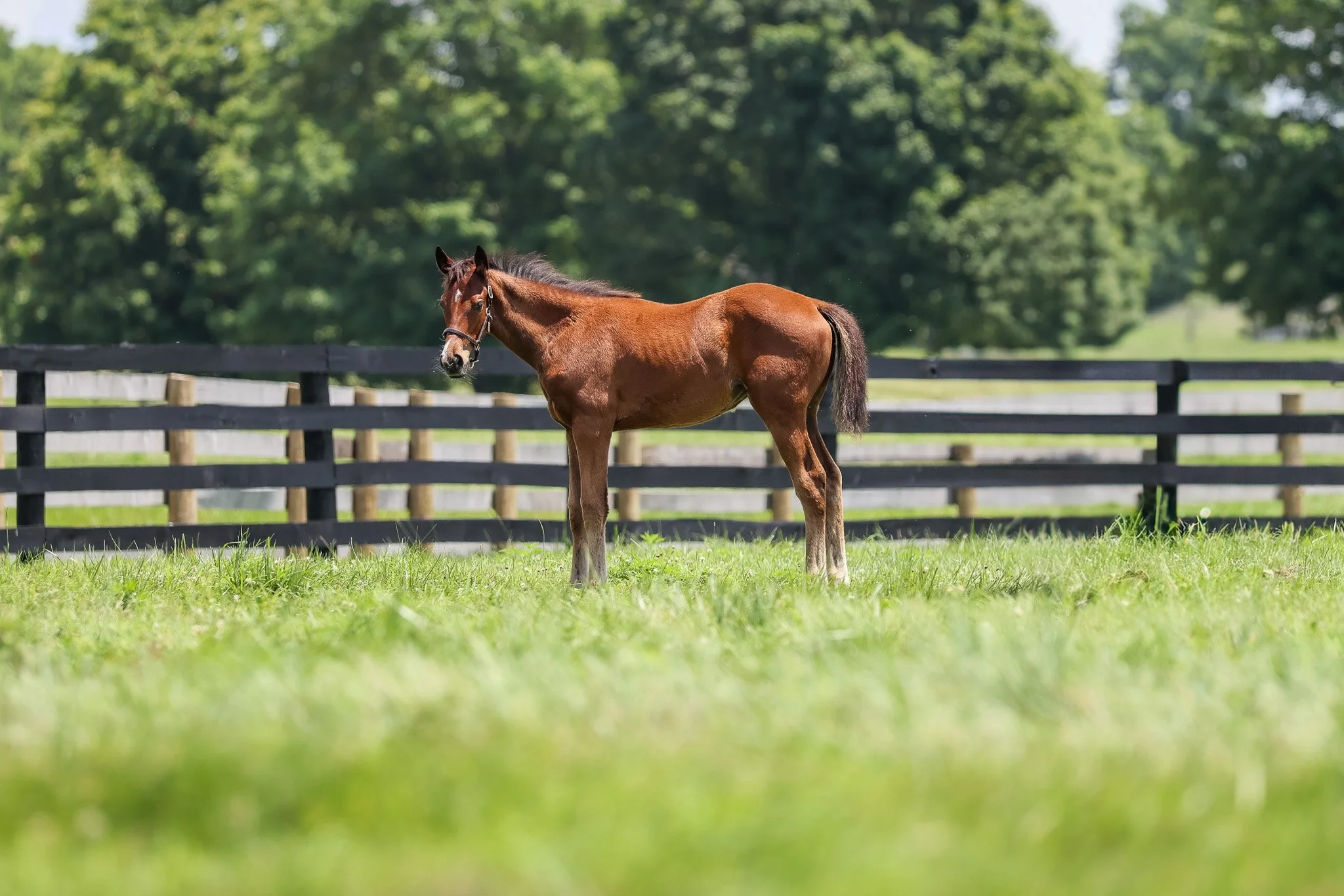 25 Pink Dogwood PP 7.3.25.jpg