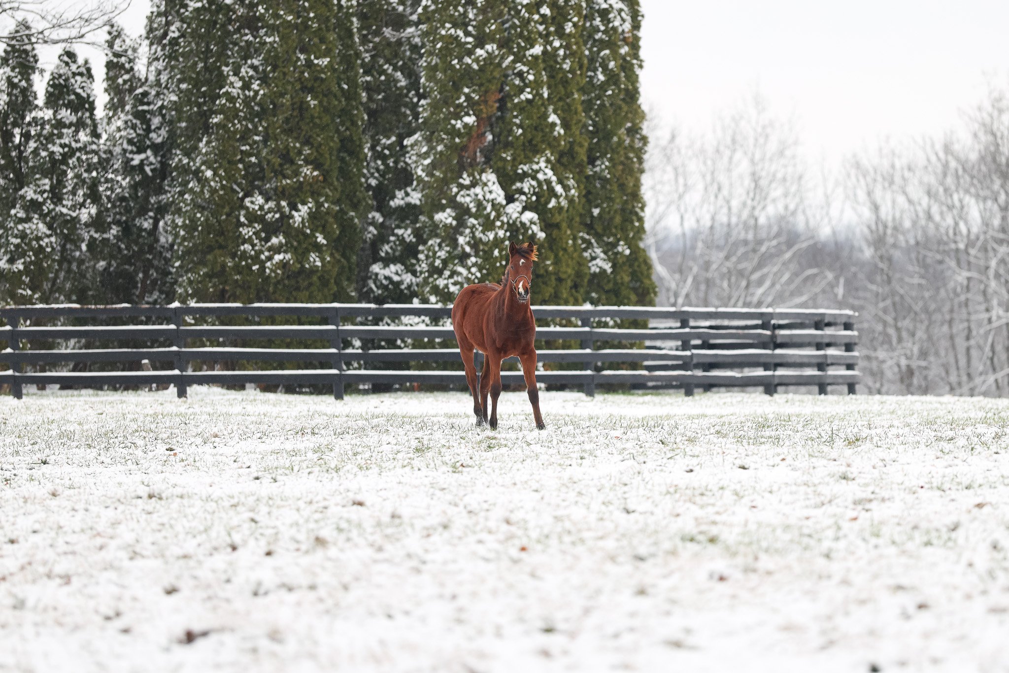 25 Pink Dogwood PP 12.1.25  .jpg