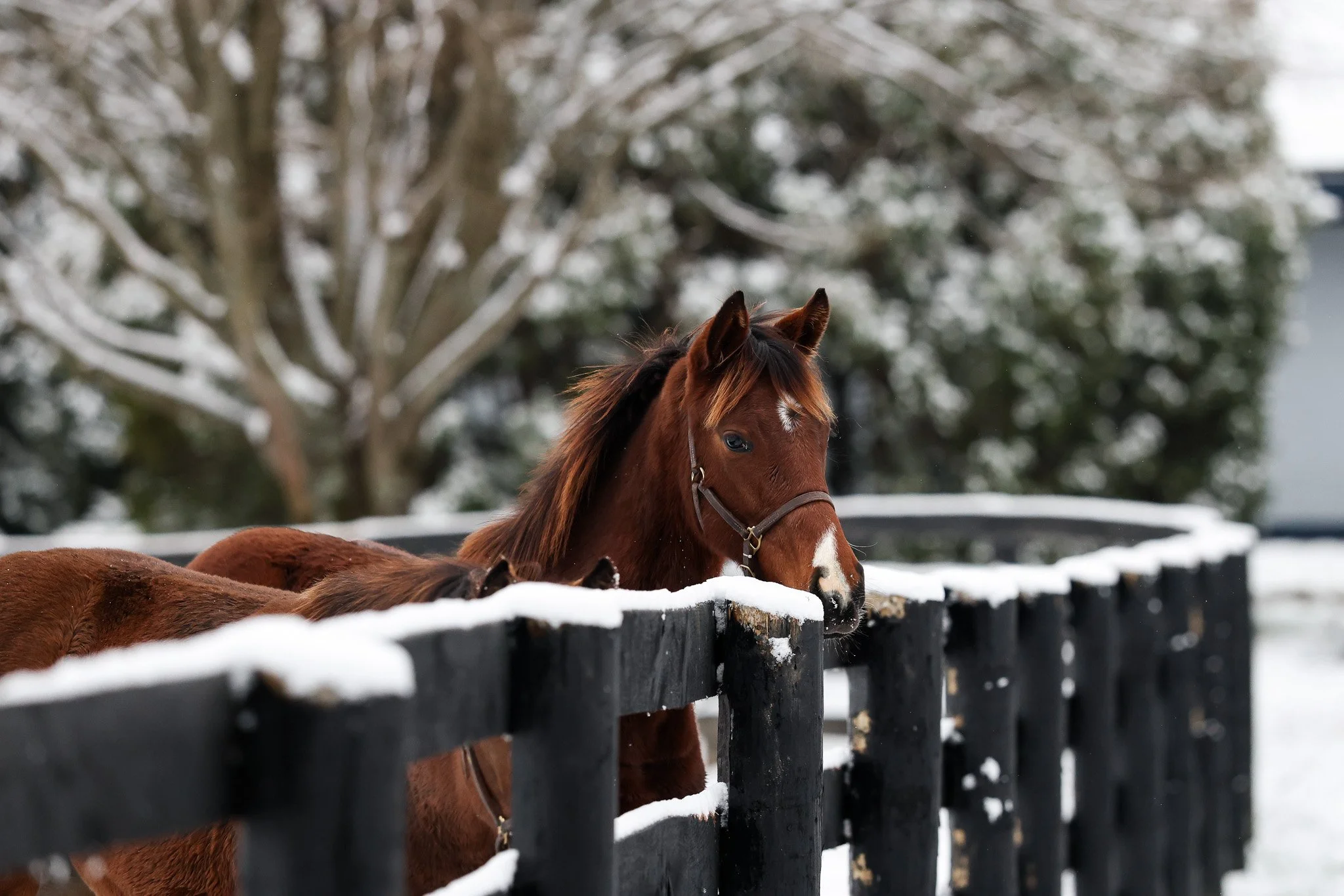 25 Pink Dogwood PP 12.2.25. 6.jpg