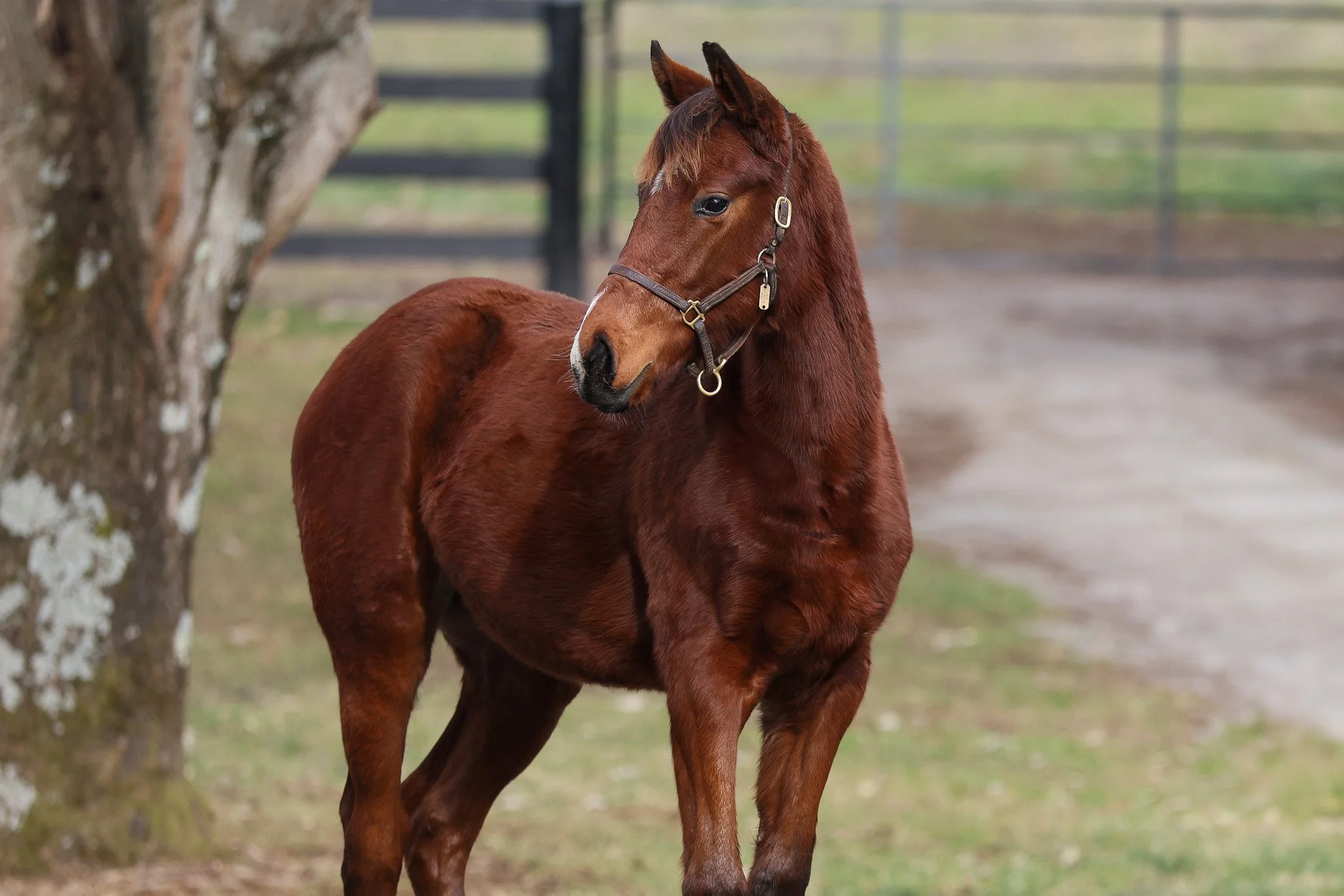 Justify / Pink Dogwood (IRE)