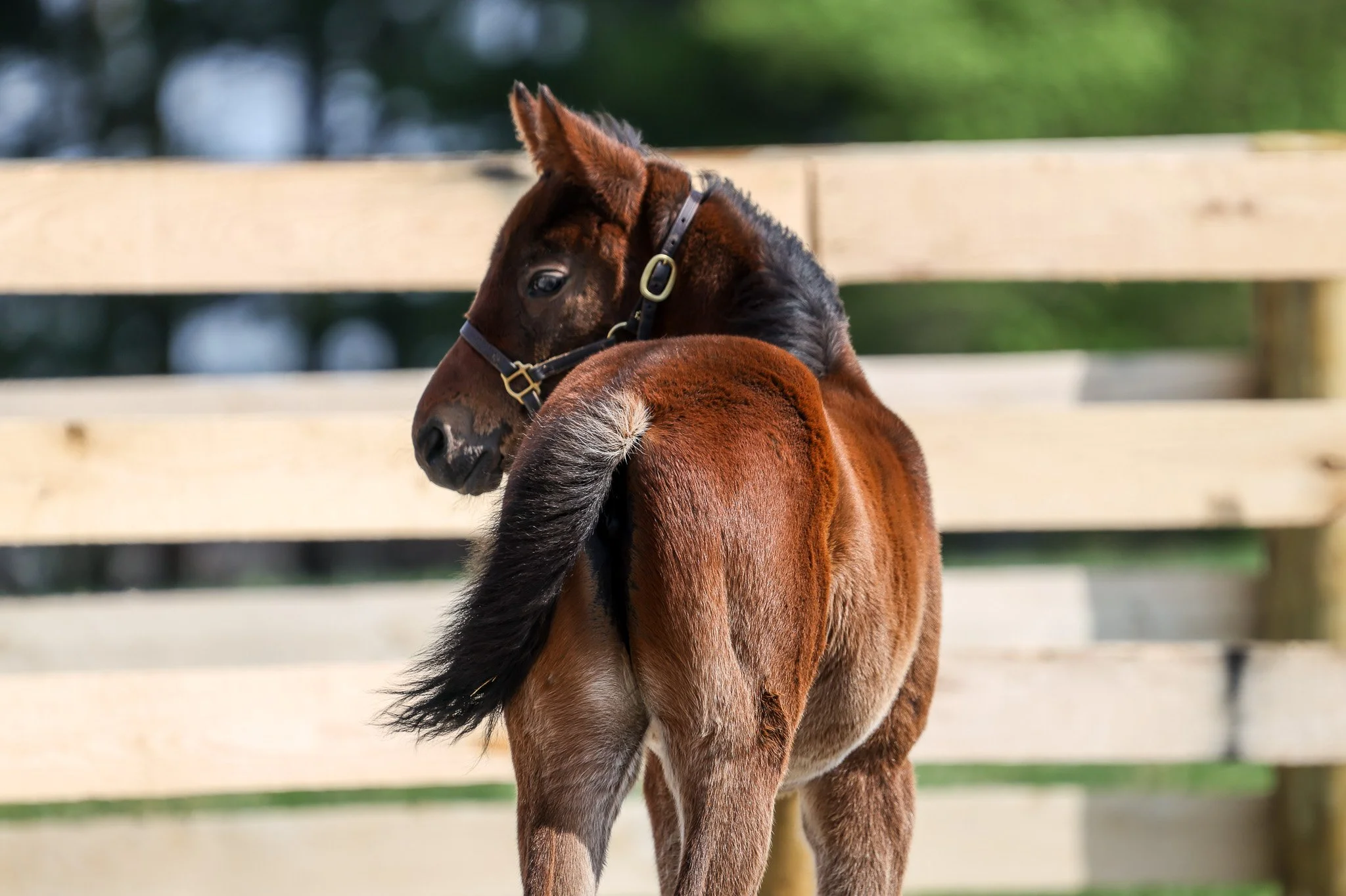 25 One Last Empress PP 4.2.25 2.jpg