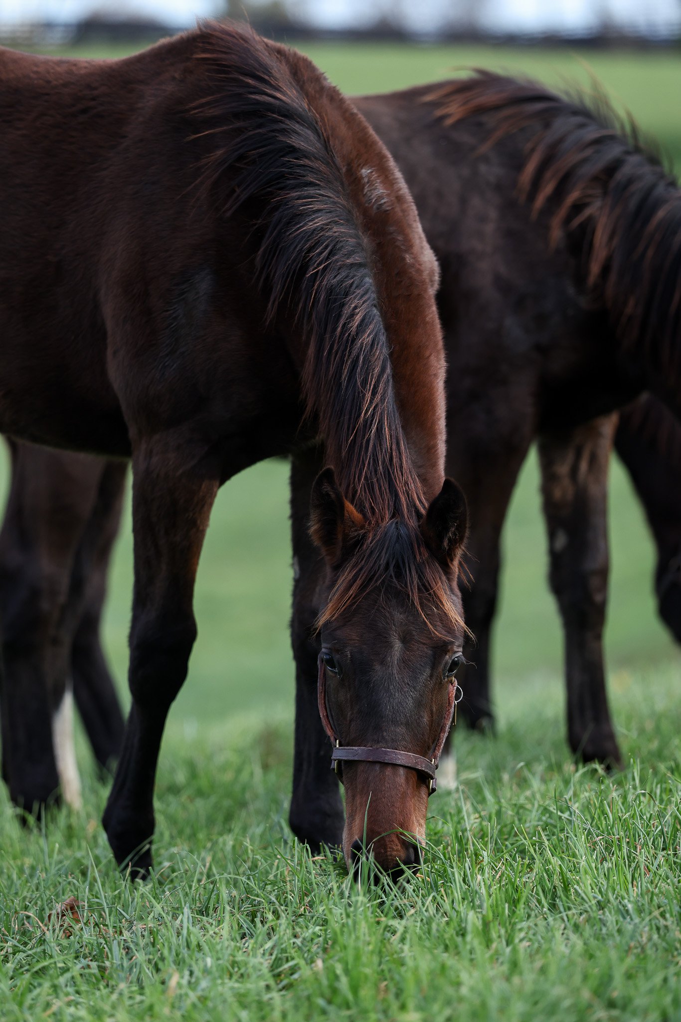 25 One Last Empress PP 11.11.25  .2.jpg