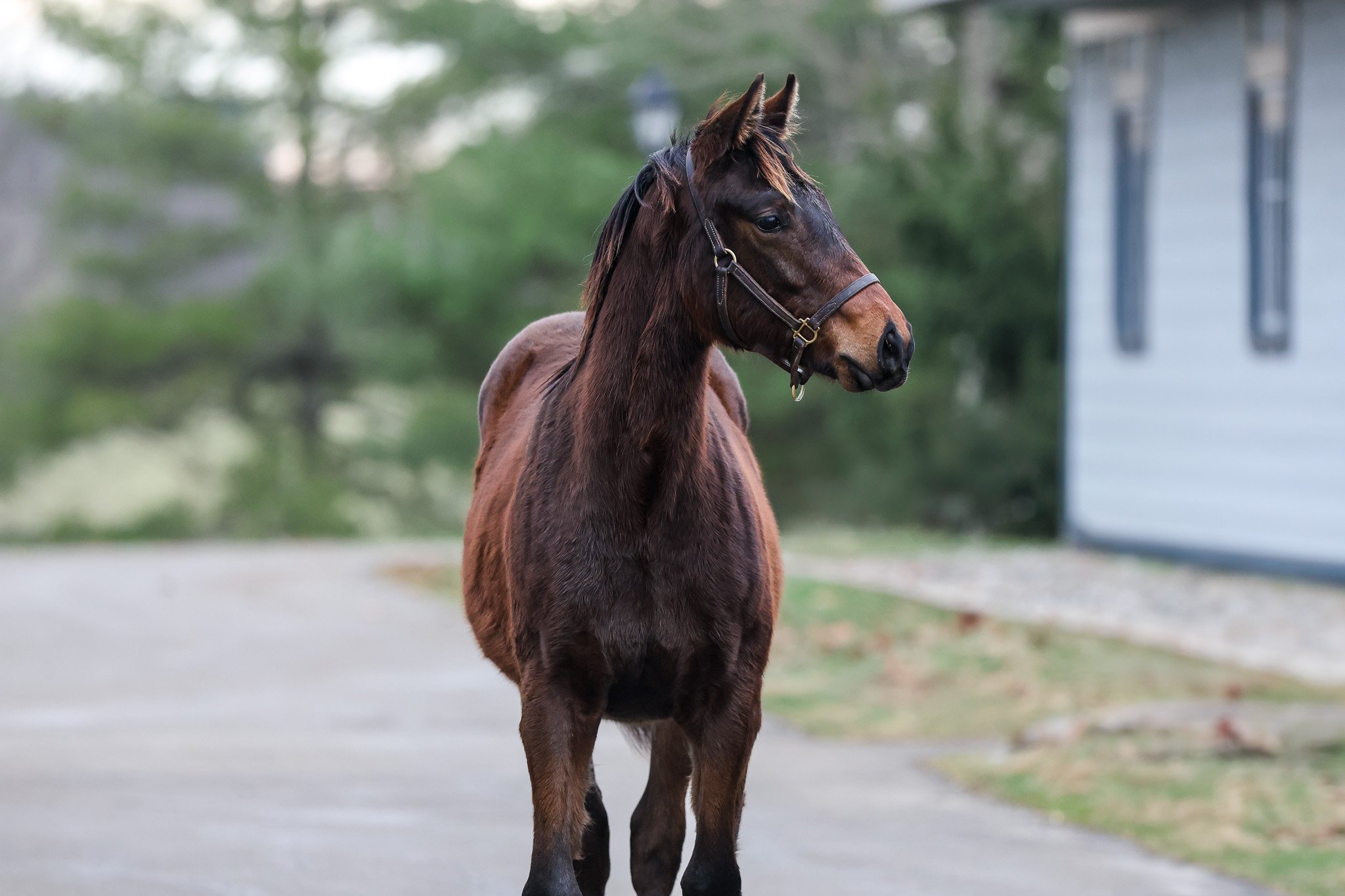 25 Misty Veil HS 12.18.25.jpg