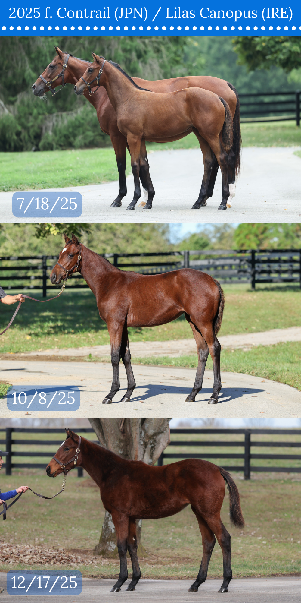 3 CONFORMATION COMPARISON.png