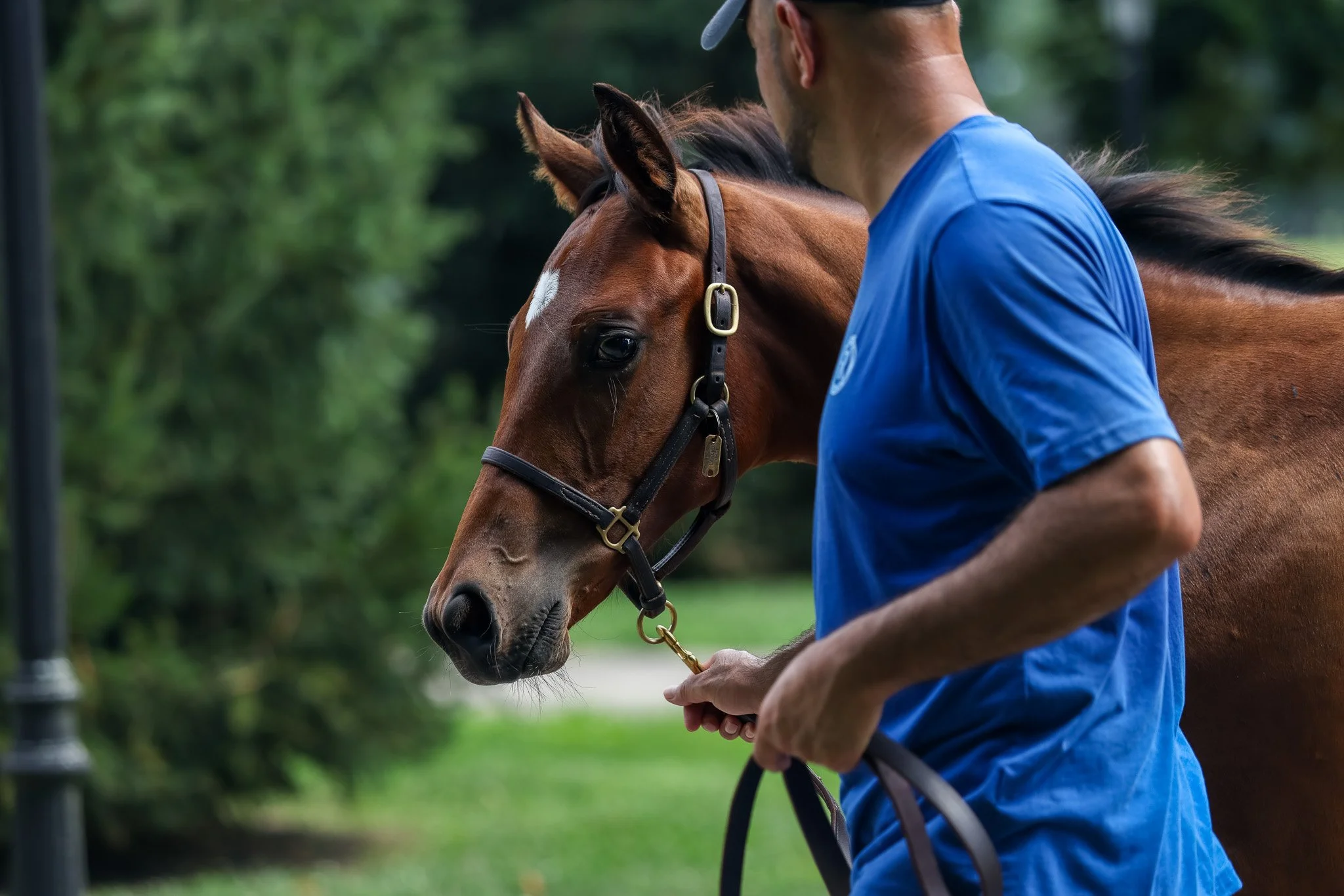 25 Lilas Canopus barn 7.17.25. 2.jpg