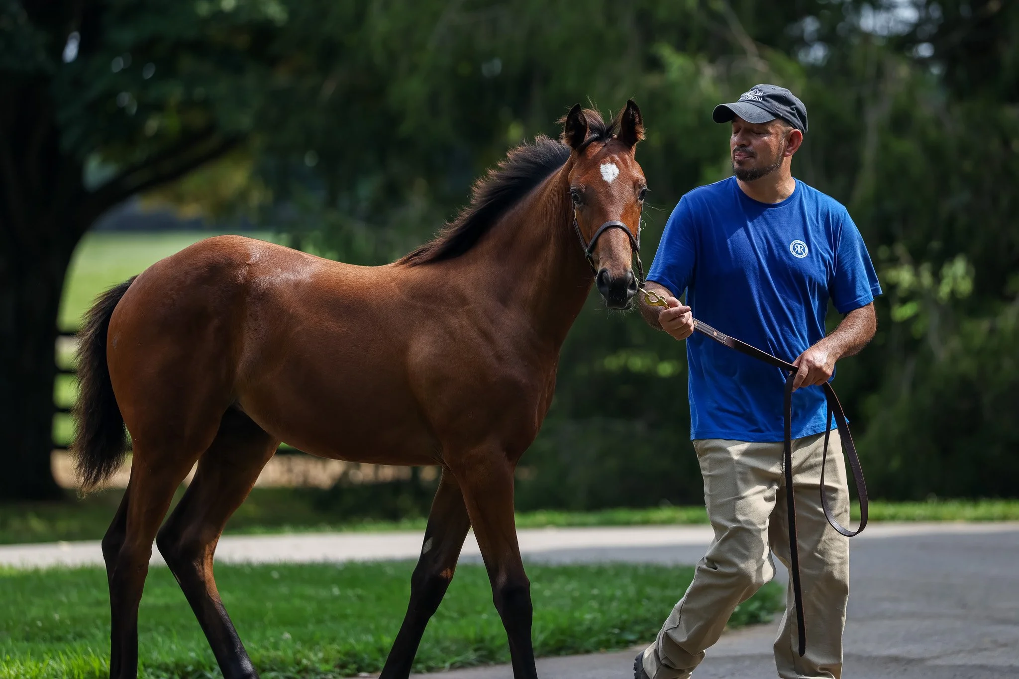 25 Lilas Canopus barn 7.17.25.jpg