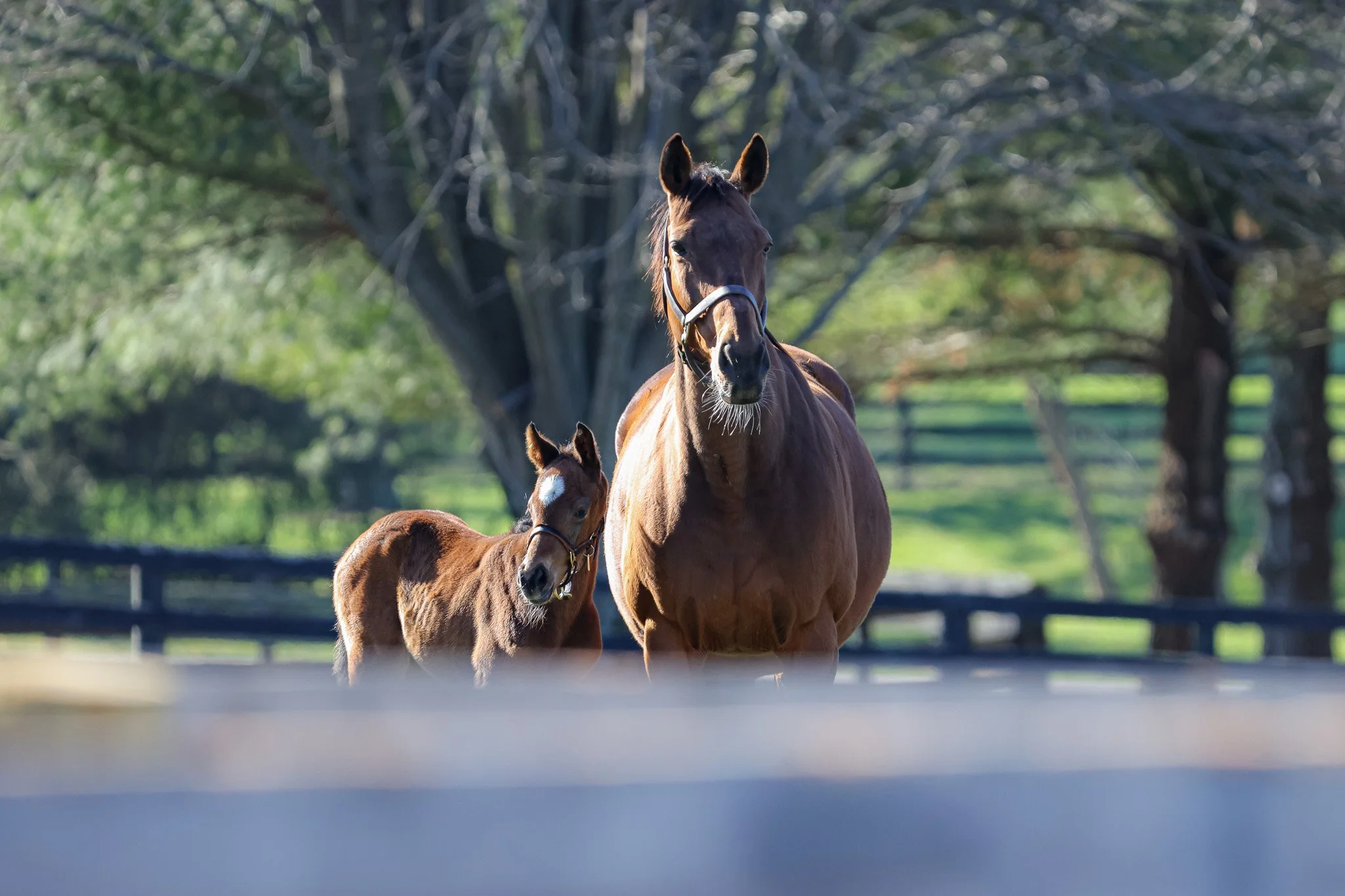 25 Lilas Canopus PP 3.26.25  .jpg