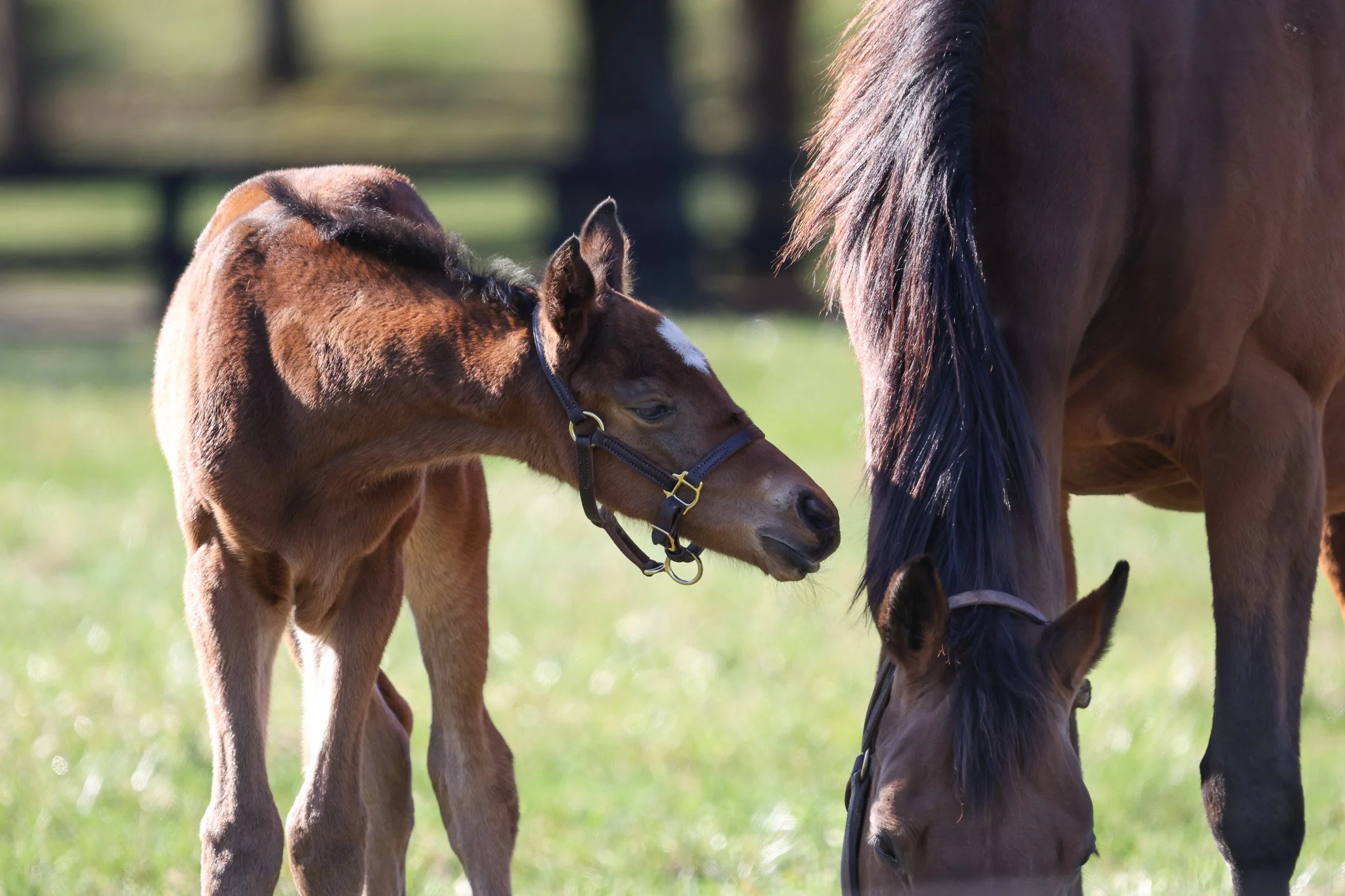 25 Lilas Canopus PP 3.26.25  3.jpg