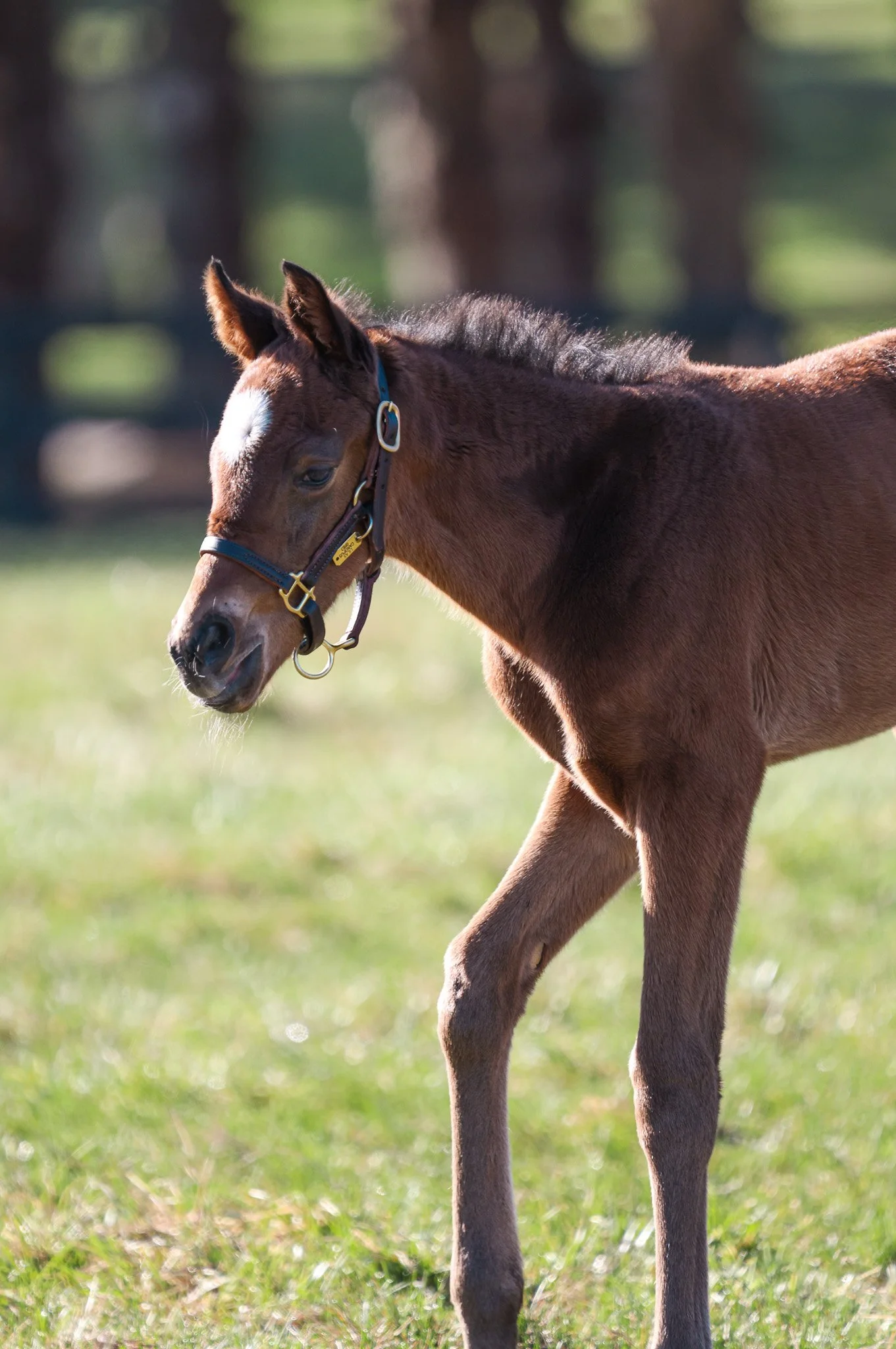 25 Lilas Canopus PP 3.26.25  4.jpg