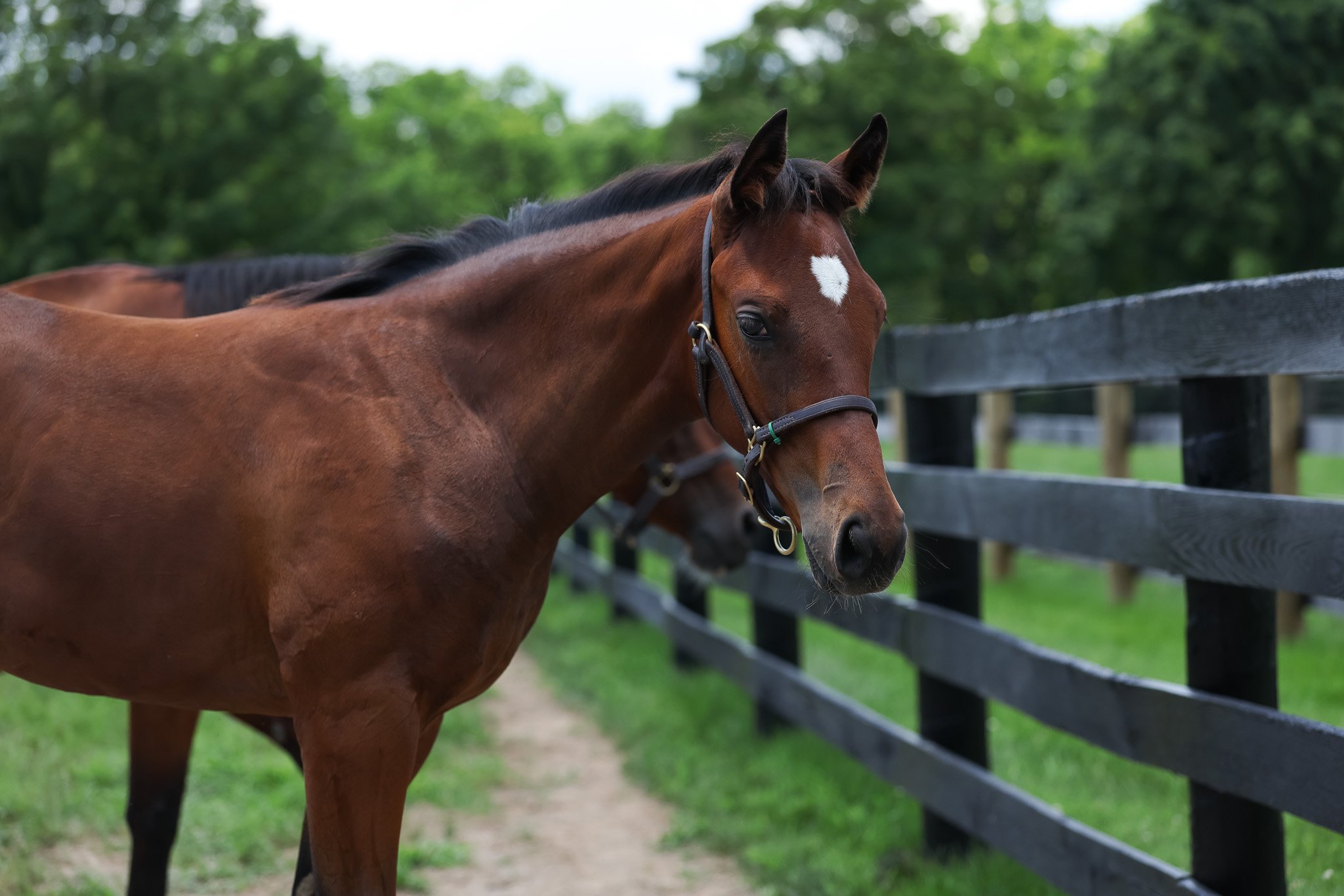25 Lilas Canopus PP 7.3.25.jpg