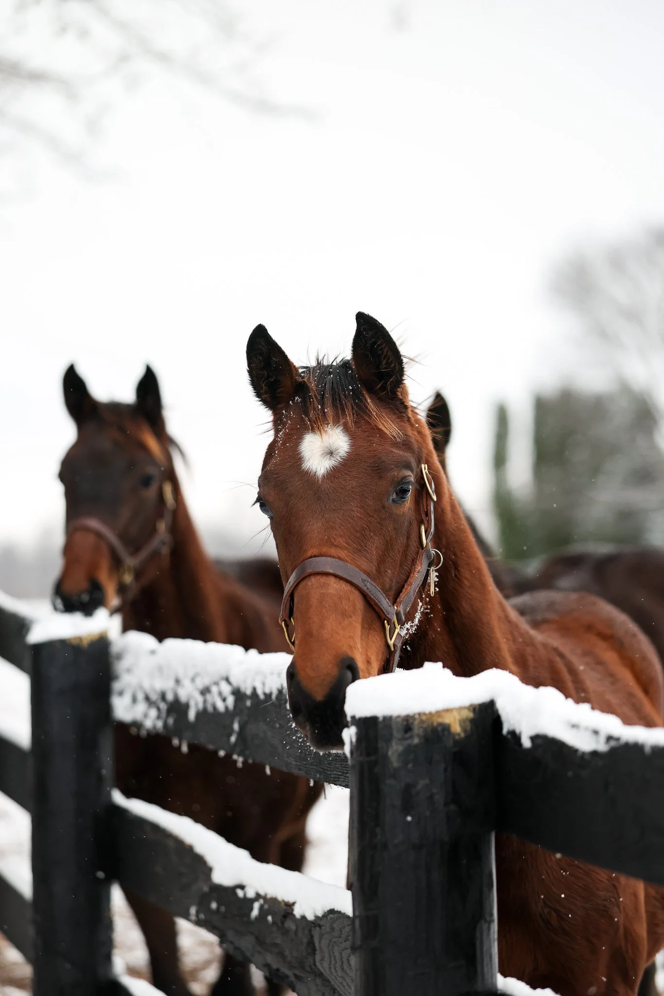 25 Lilas Canopus PP 12.2.25. 2.jpg