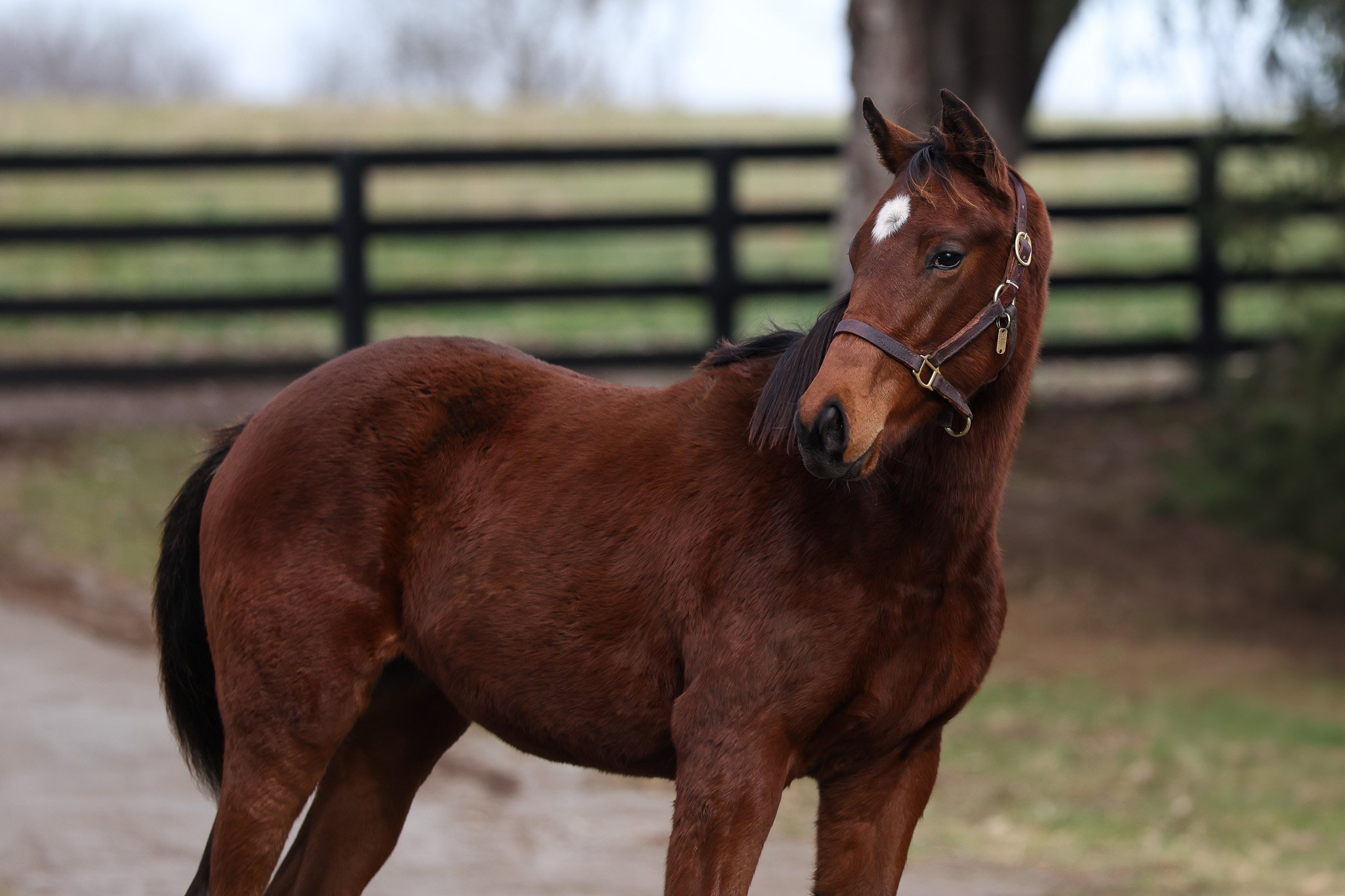 Contrail (JPN) / Lilas Canopus (IRE)
