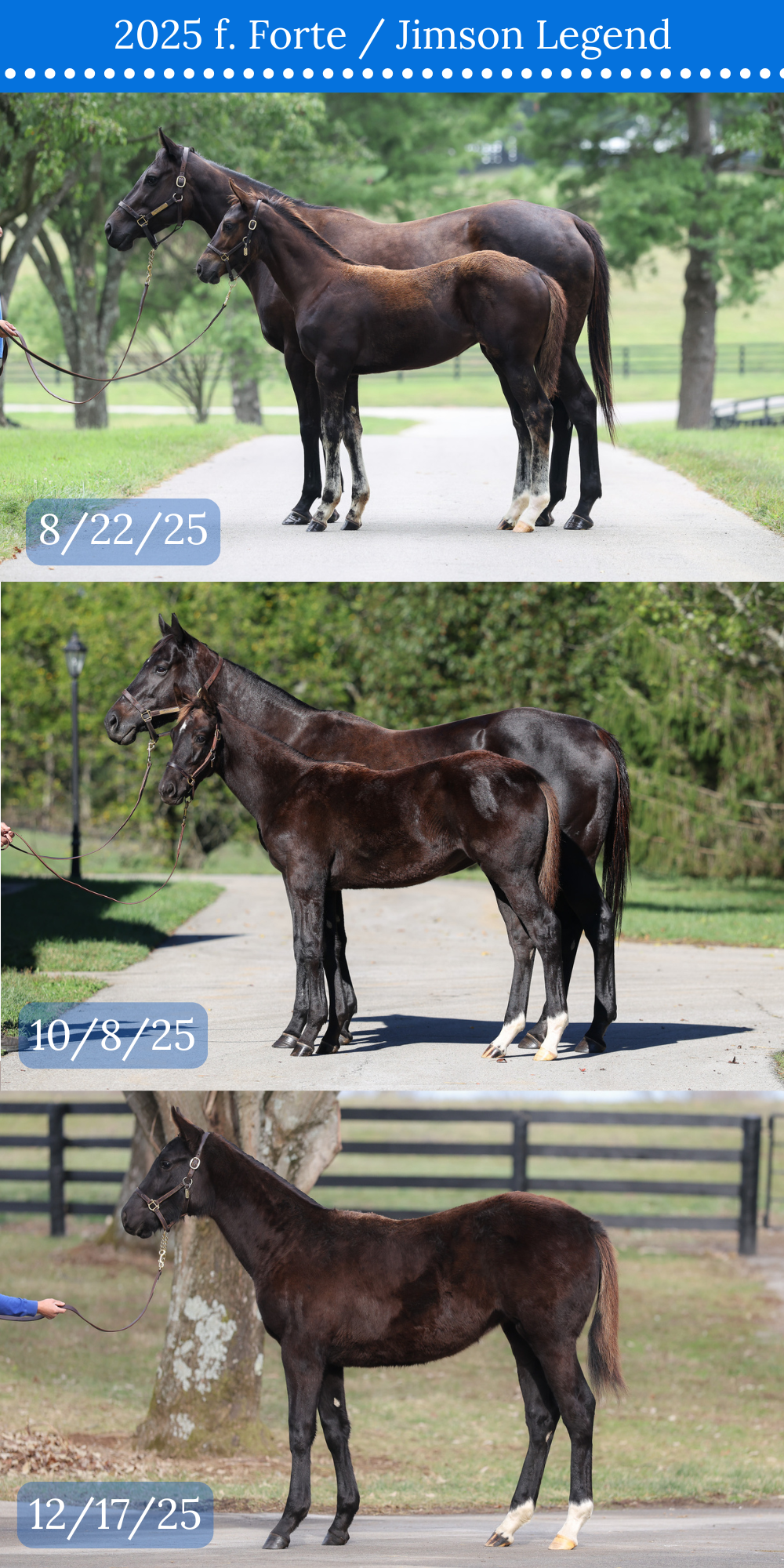 3 CONFORMATION COMPARISON.png