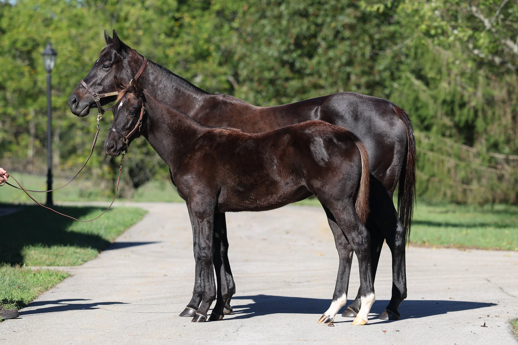 25 Jimson Legend & dam 10.8.25.jpg