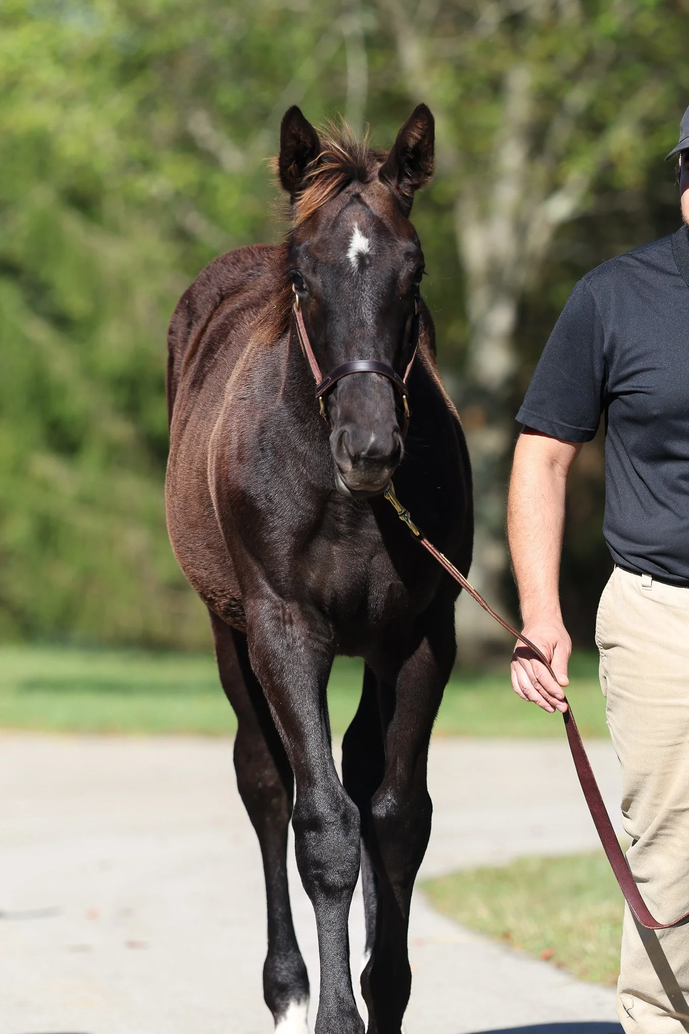 25 Jimson Legend barn 10.8.25.jpg