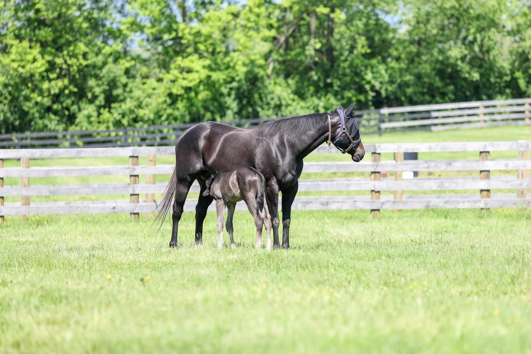 25 Jimson Legend PP 5.9.25  .jpg