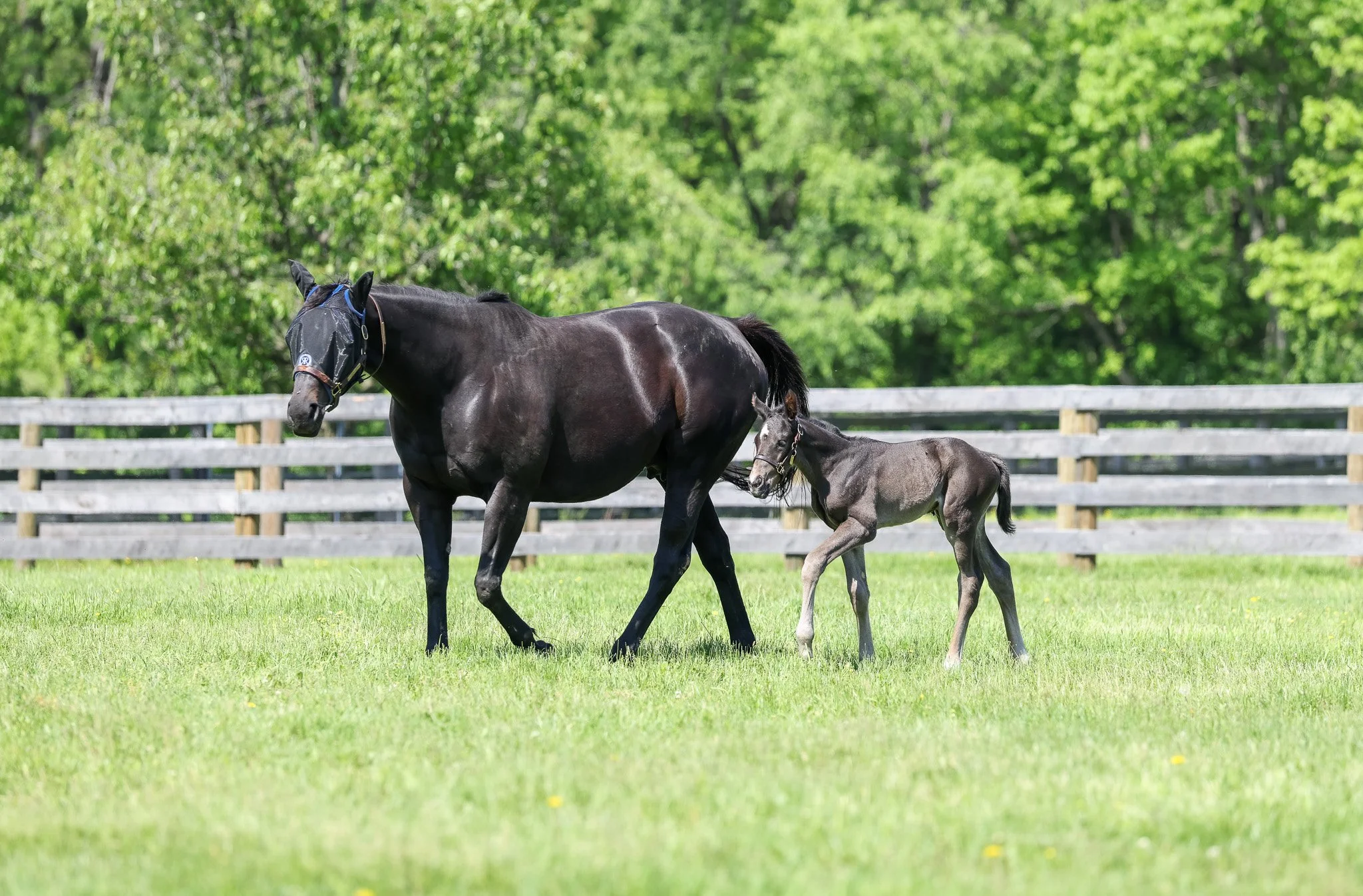 25 Jimson Legend PP 5.9.25  2.jpg