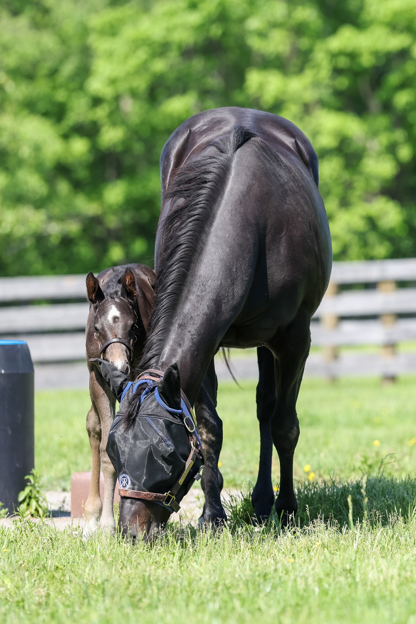 25 Jimson Legend PP 5.9.25  3.jpg