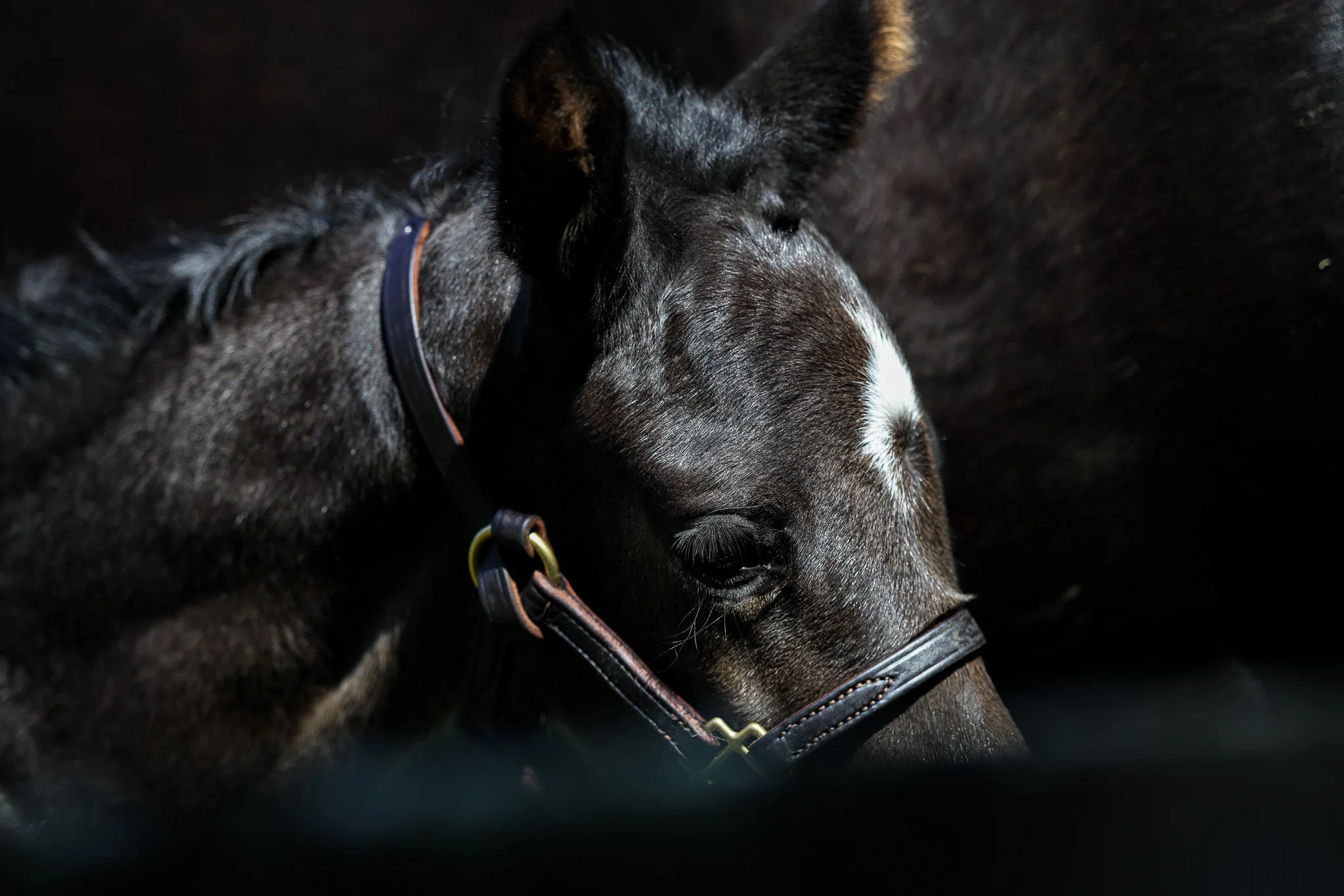 25 Jimson Legend PP 5.9.25  4.jpg