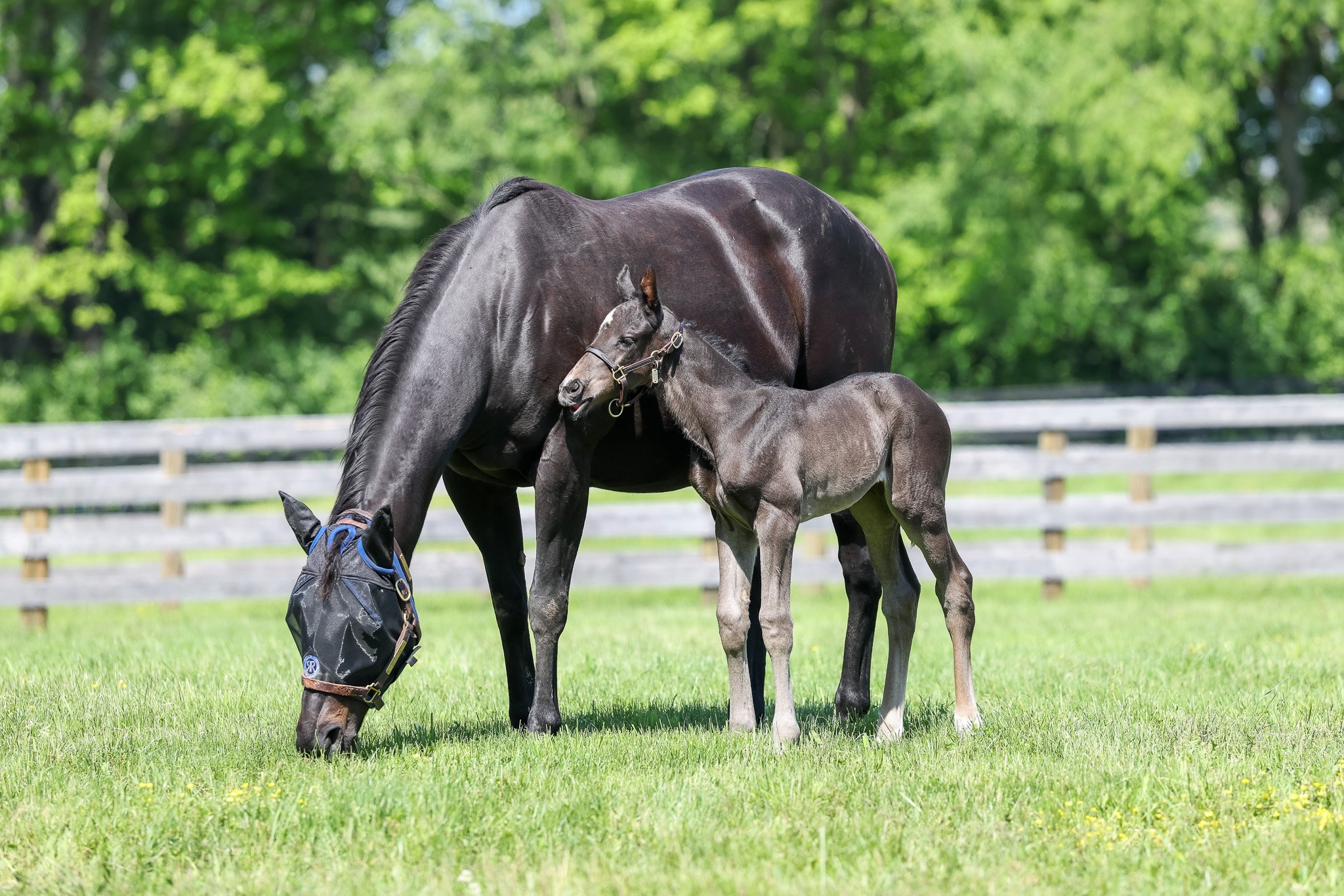 25 Jimson Legend PP 5.9.25  5.jpg