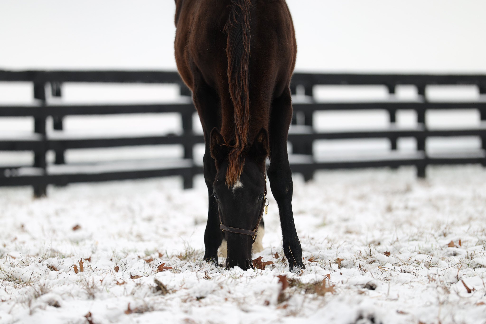 25 Jimson Legend PP 12.2.25  .3.jpg