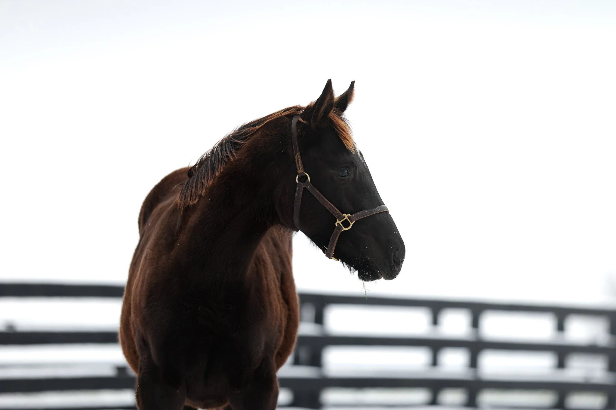 25 Jimson Legend PP 12.2.25  .4.jpg