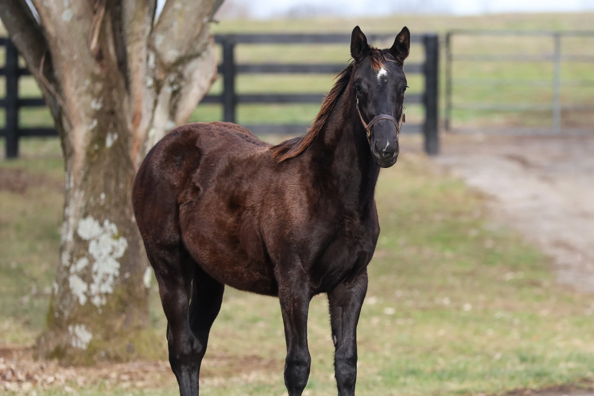 Forte / Jimson Legend