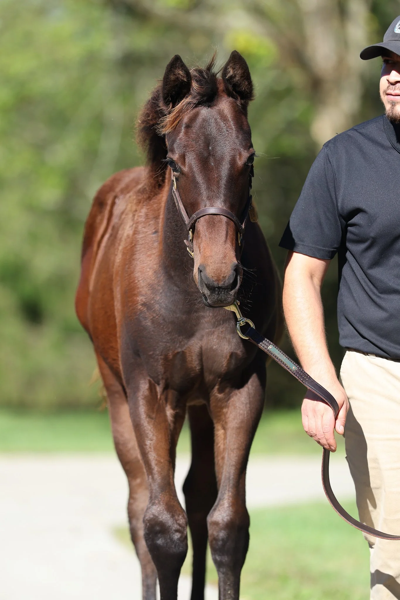 25 Indian Mound HS 10.8.25.jpg