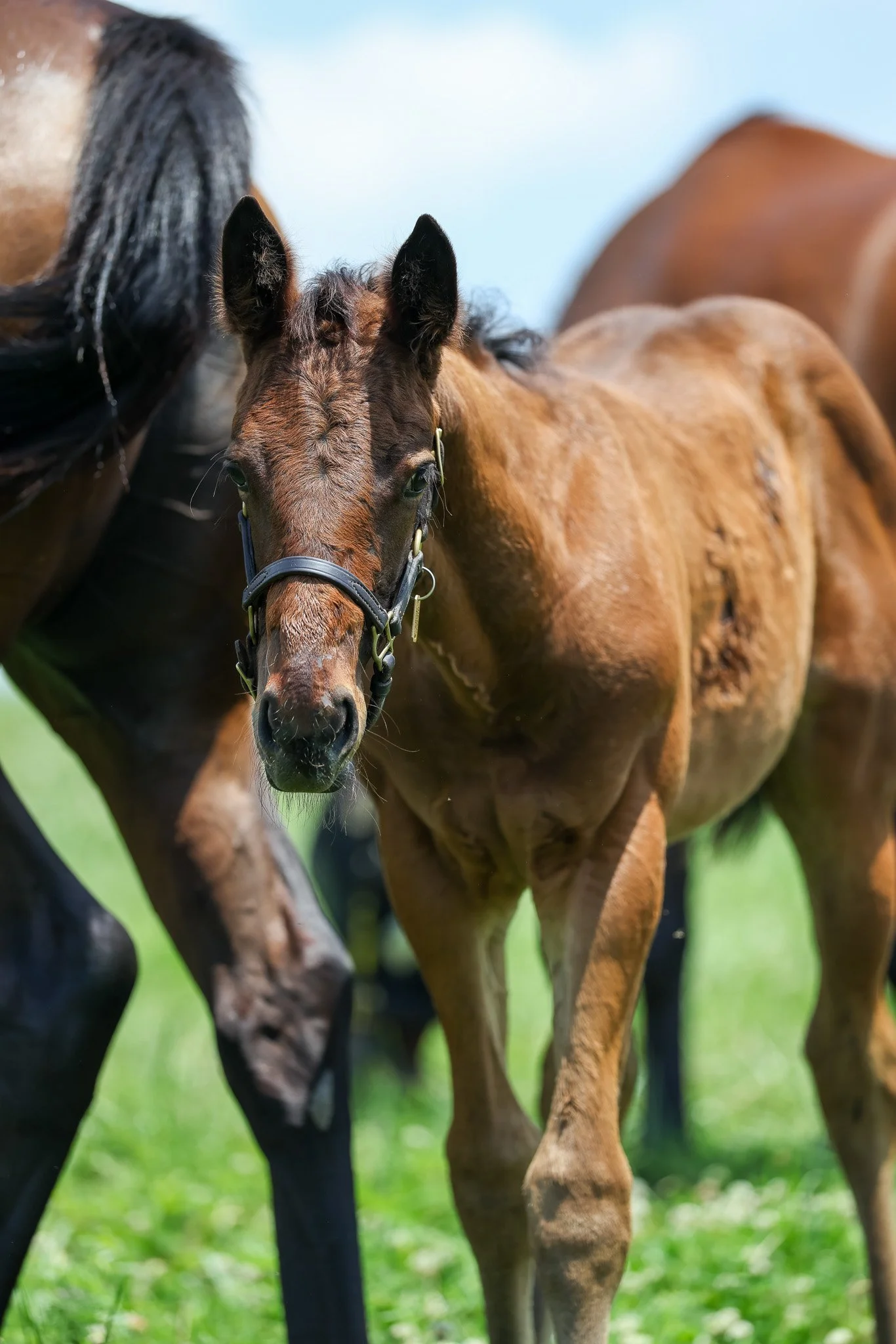 25 Indian Mound PP 7.3.25.jpg