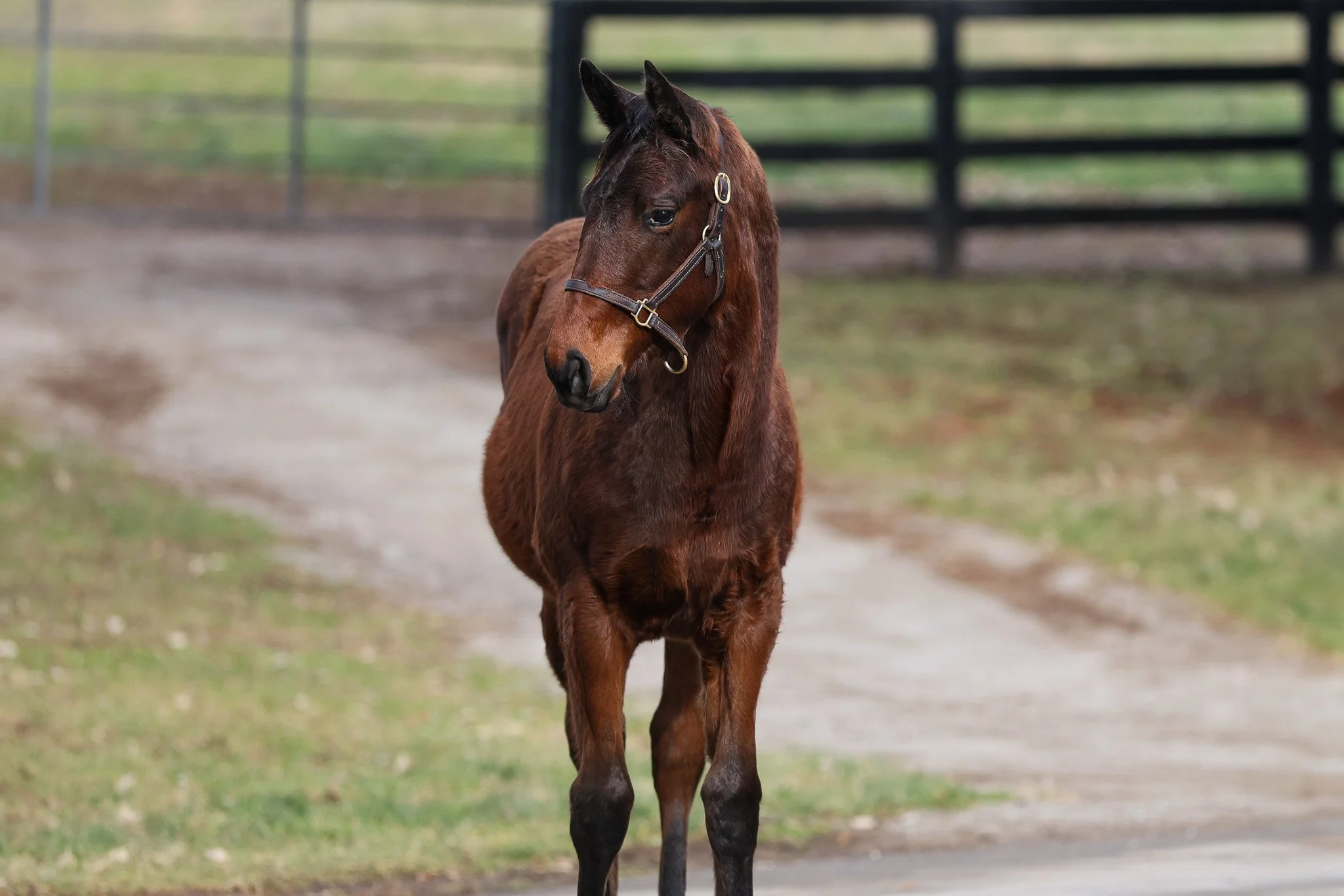 Street Sense / Indian Mound