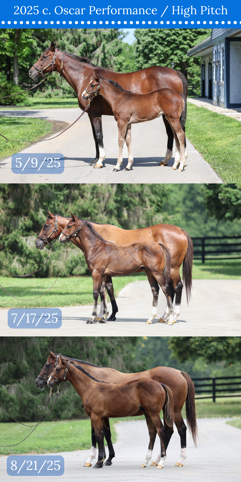 3 CONFORMATION COMPARISON.png