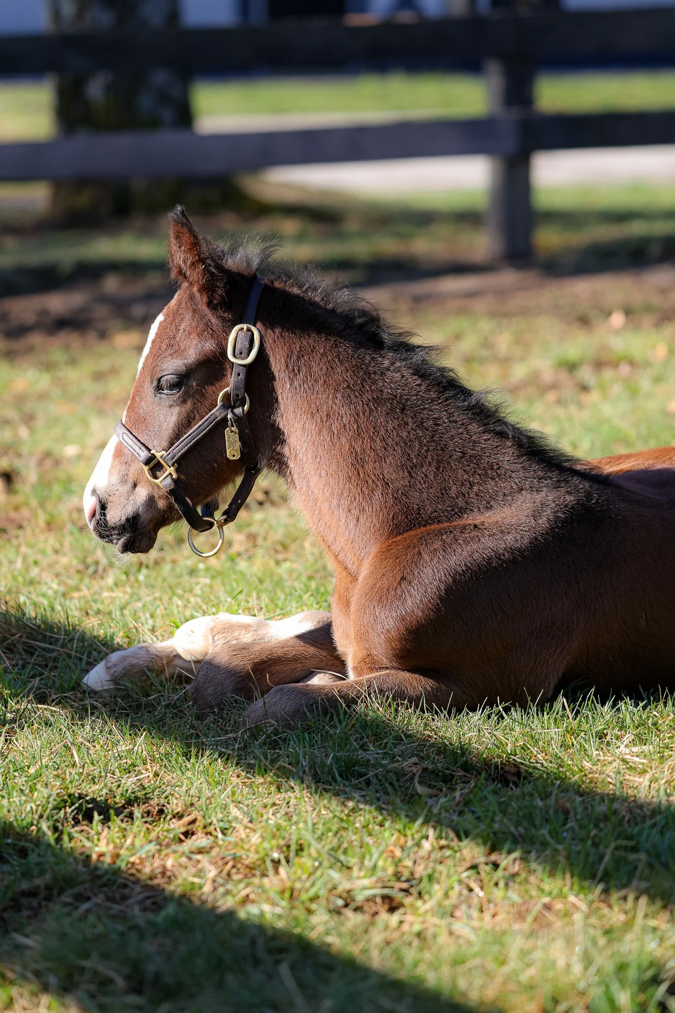 25 High Pitch PP 3.21.25 2.jpg