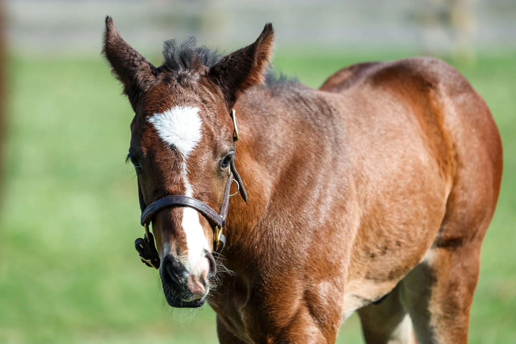 25 High Pitch PP 4.2.25. 2.jpg