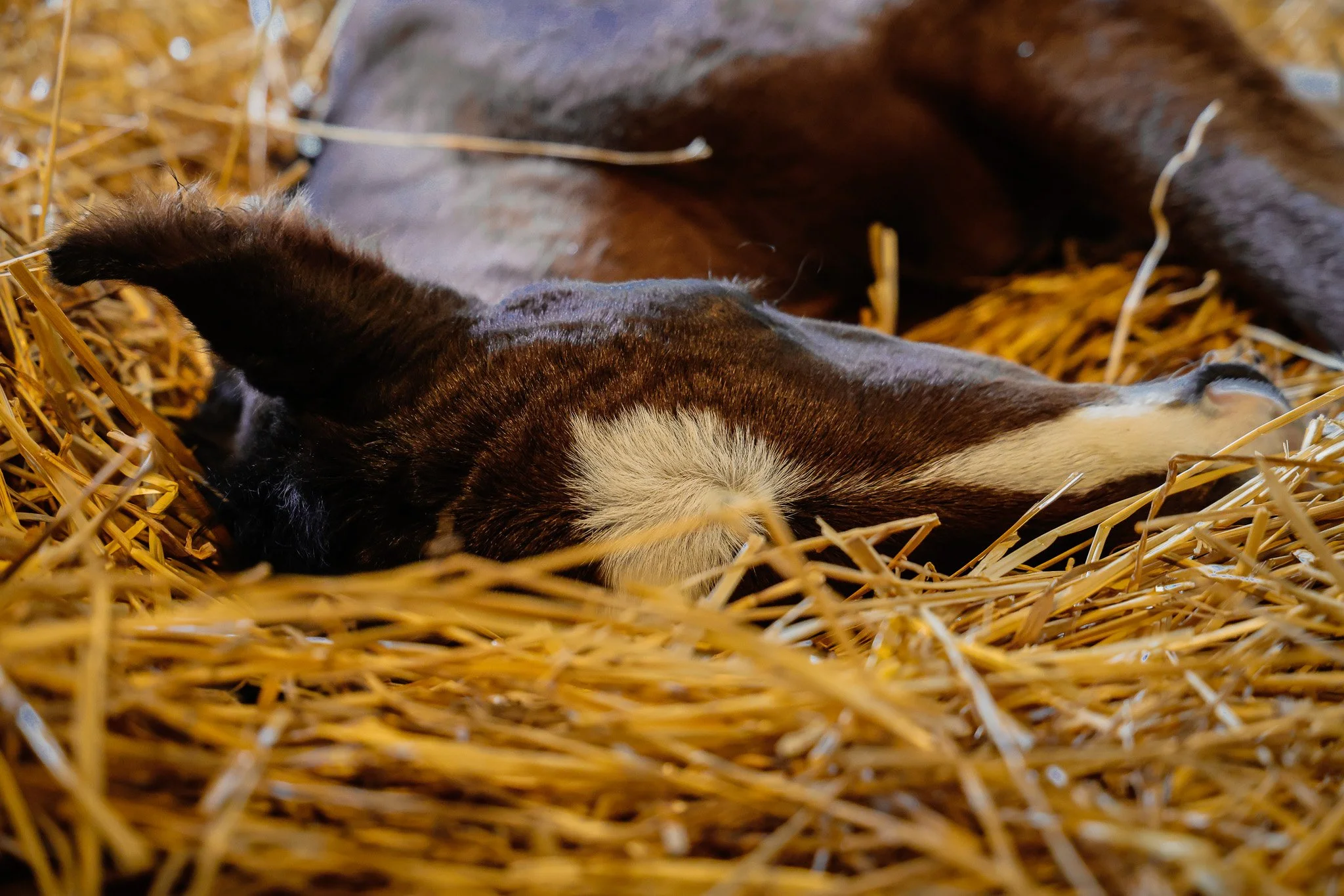 25 High Pitch PP 3.21.25.jpg