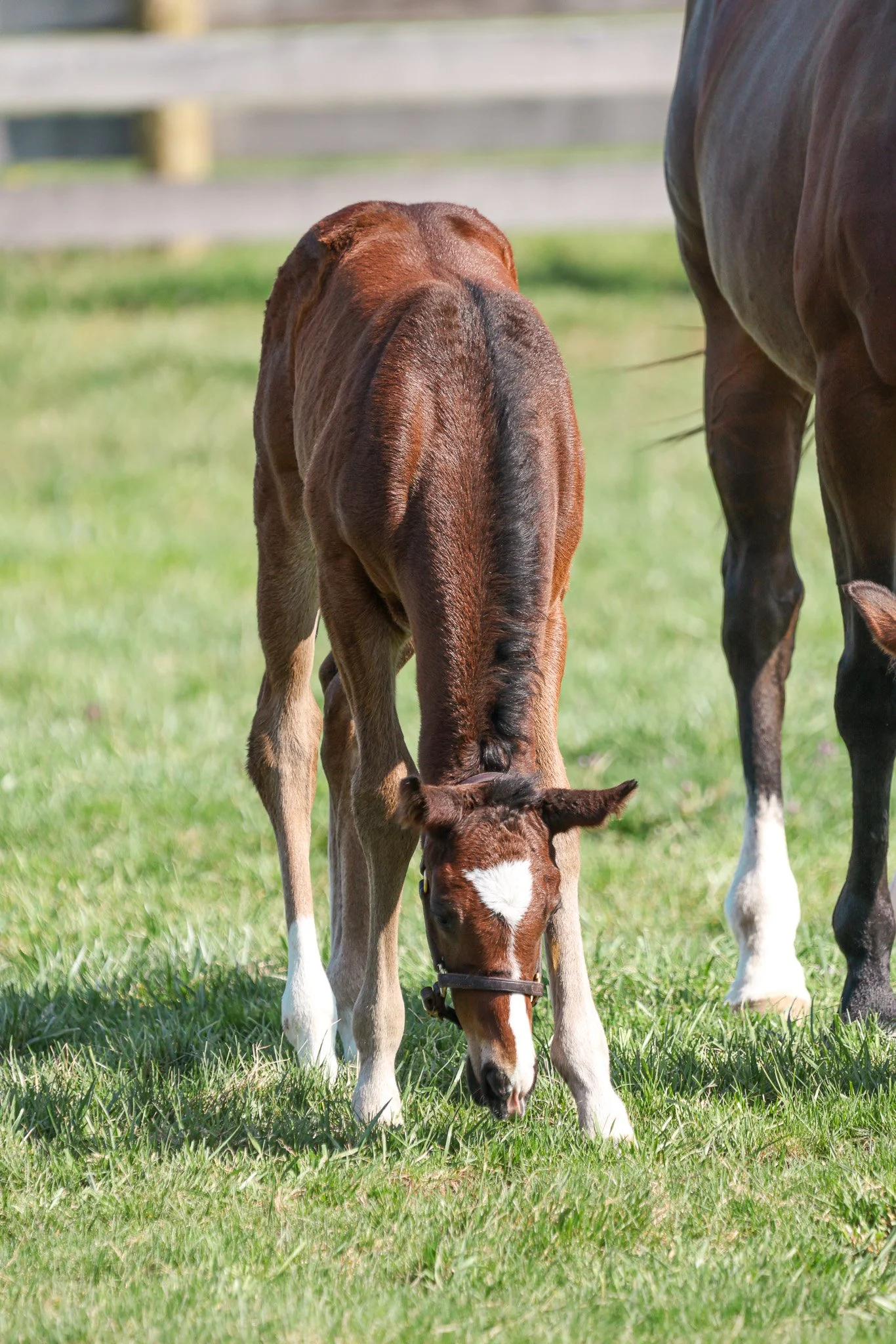 25 High Pitch PP 4.2.25.jpg