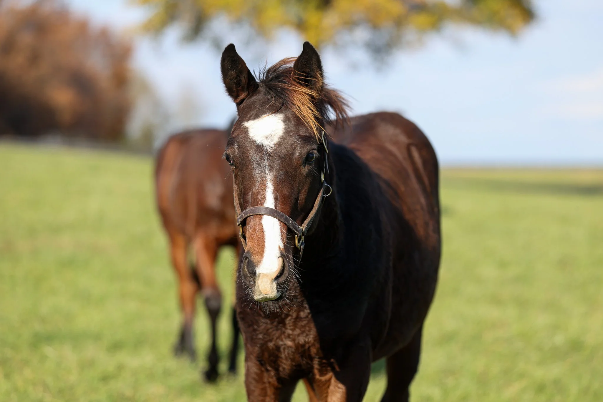 25 High Pitch PP 11.14.25.jpg