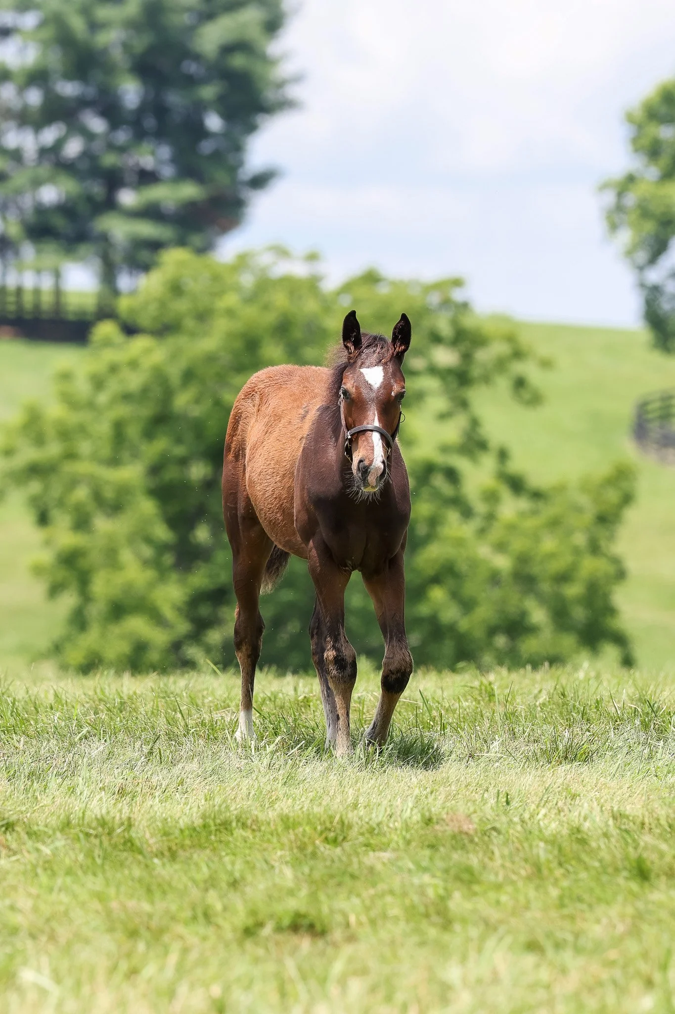 25 High Pitch PP 7.3.25.jpg