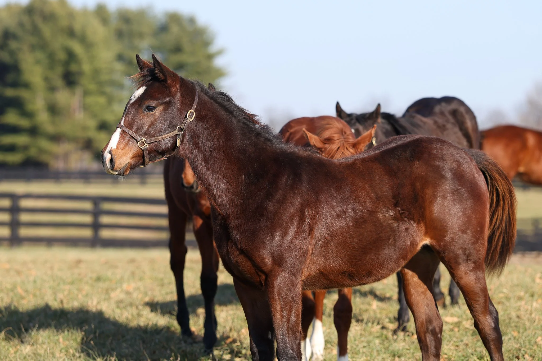 25 HIgh Pitch PP 11.2025. 2.jpg