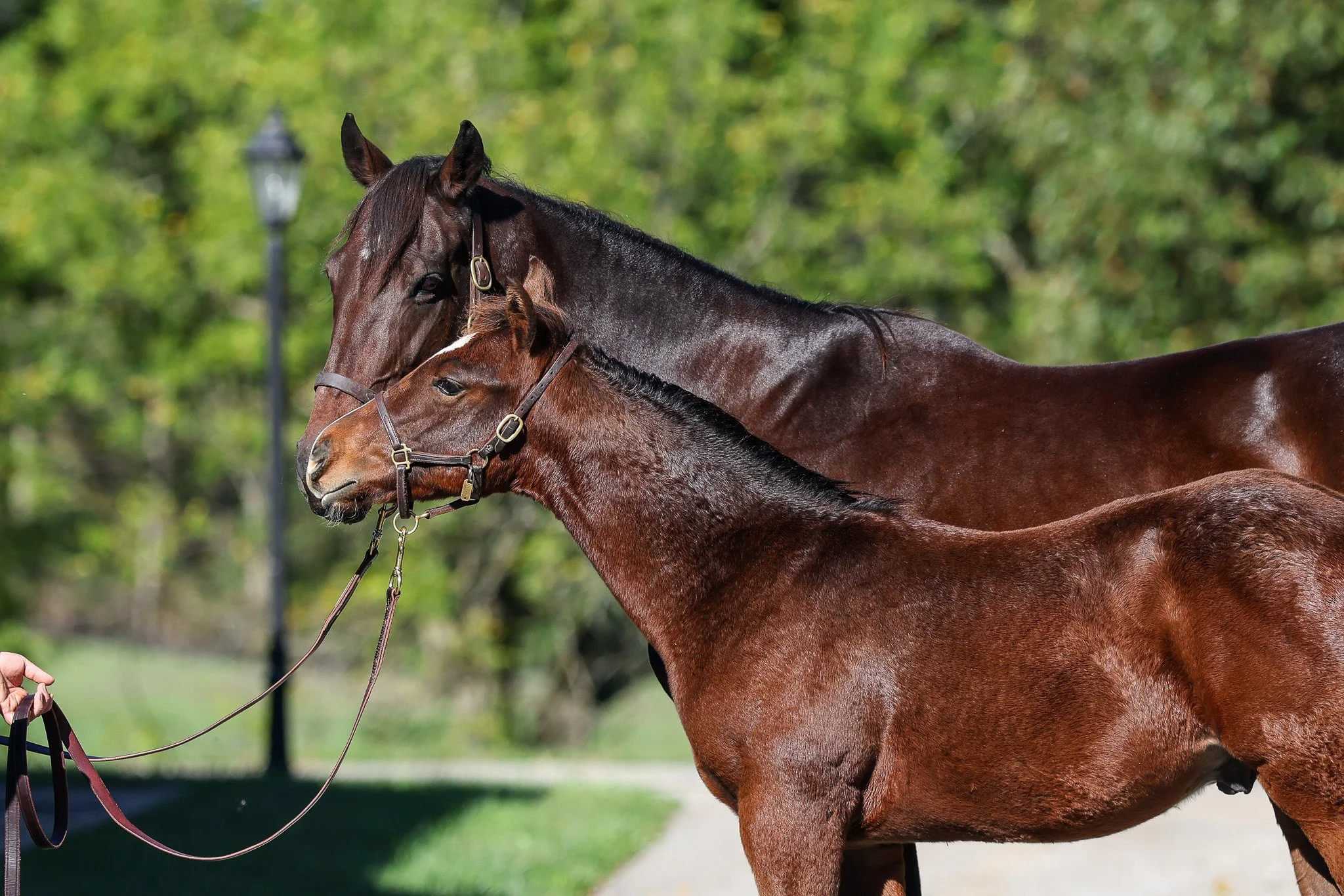 25 Happen & dam barn 10.8.25.jpg