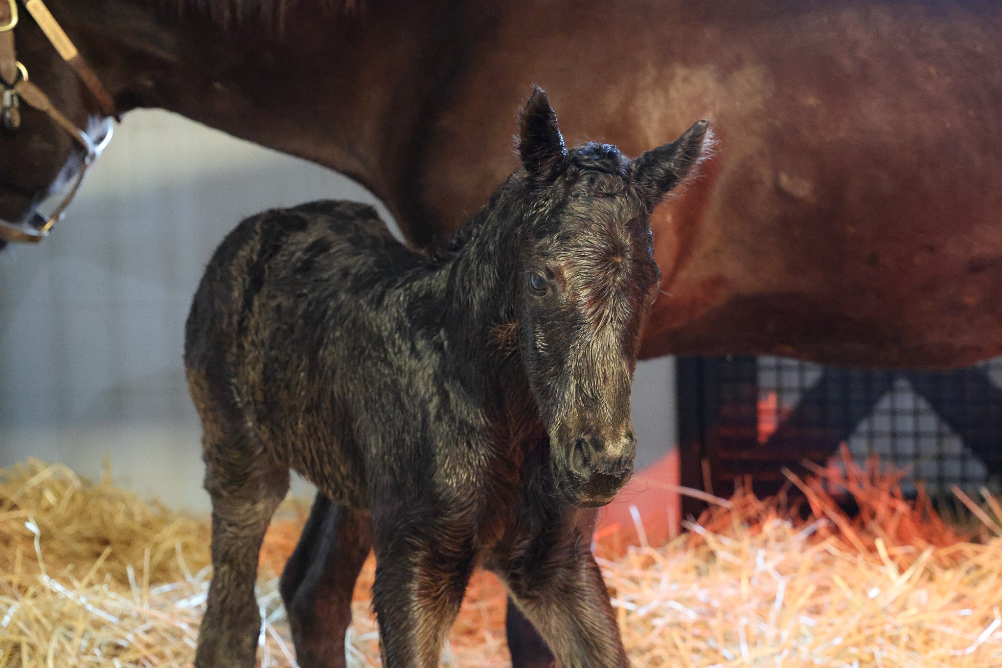 25 Goodnight Olive birth 2.10.25. 2.jpg