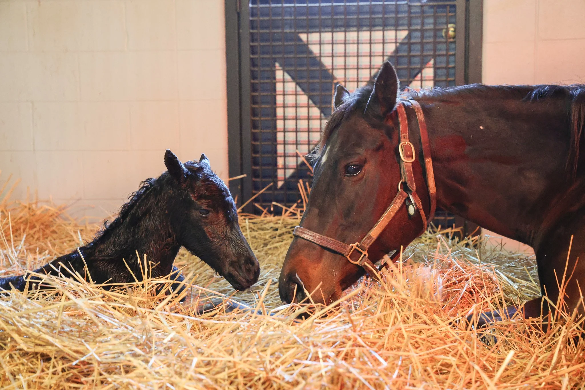 25 Goodnight Olive birth 2.10.25.jpg