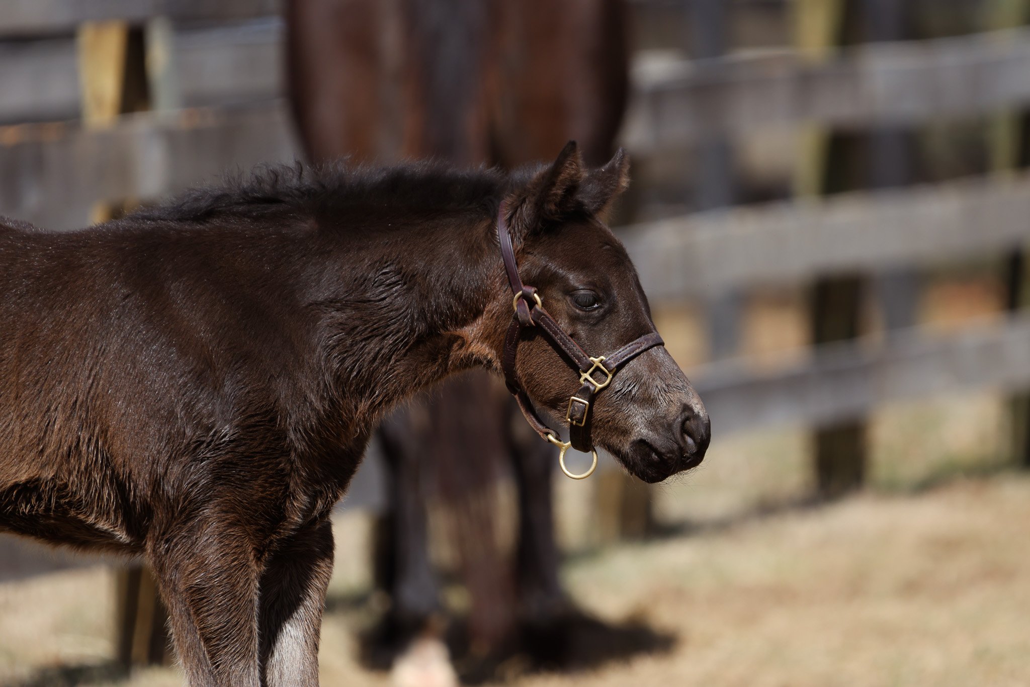 25 Goodnight Olive PP 2.26.25   .jpg