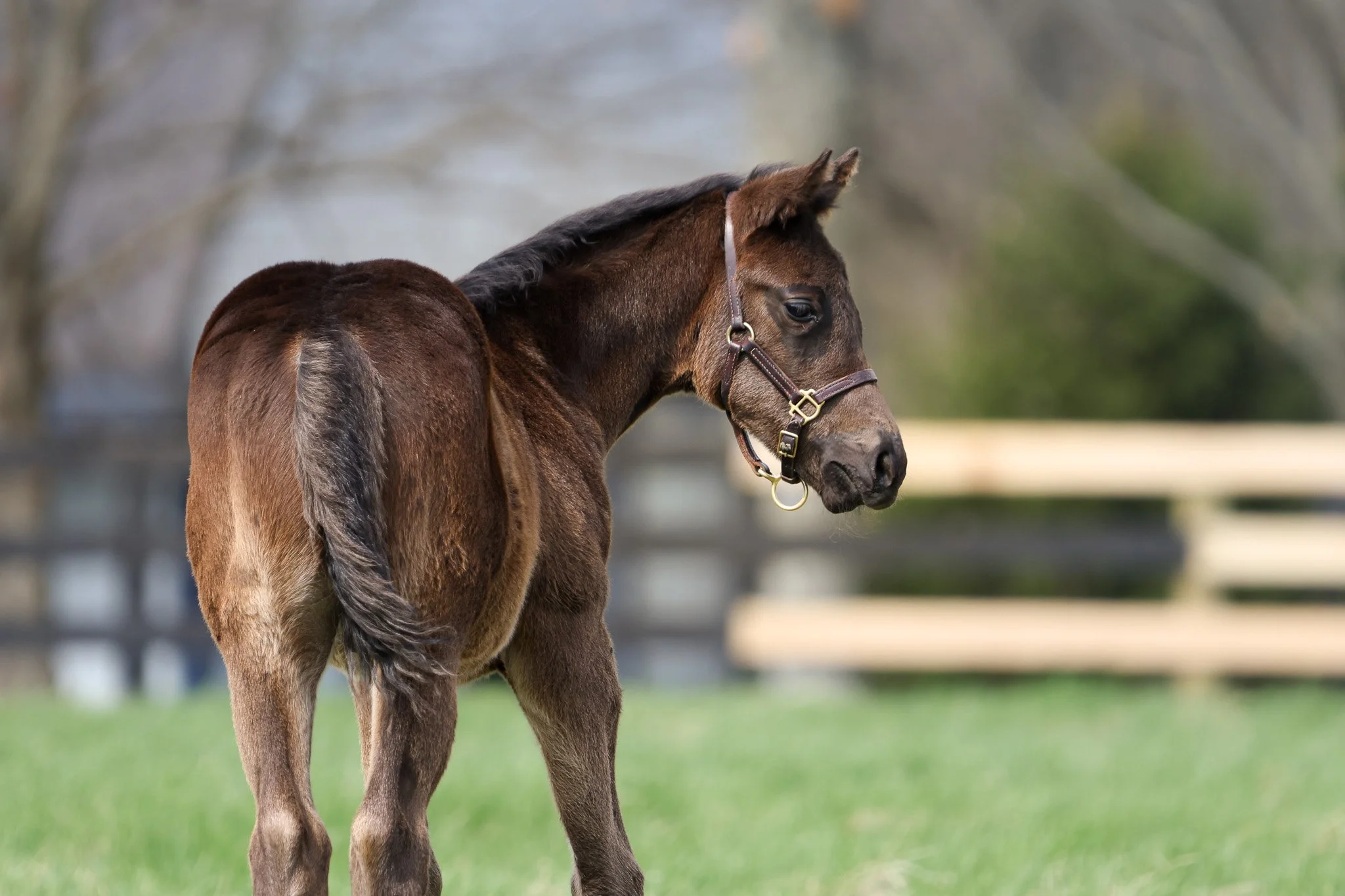 25 Goodnight Olive PP 4.2.25 5.jpg