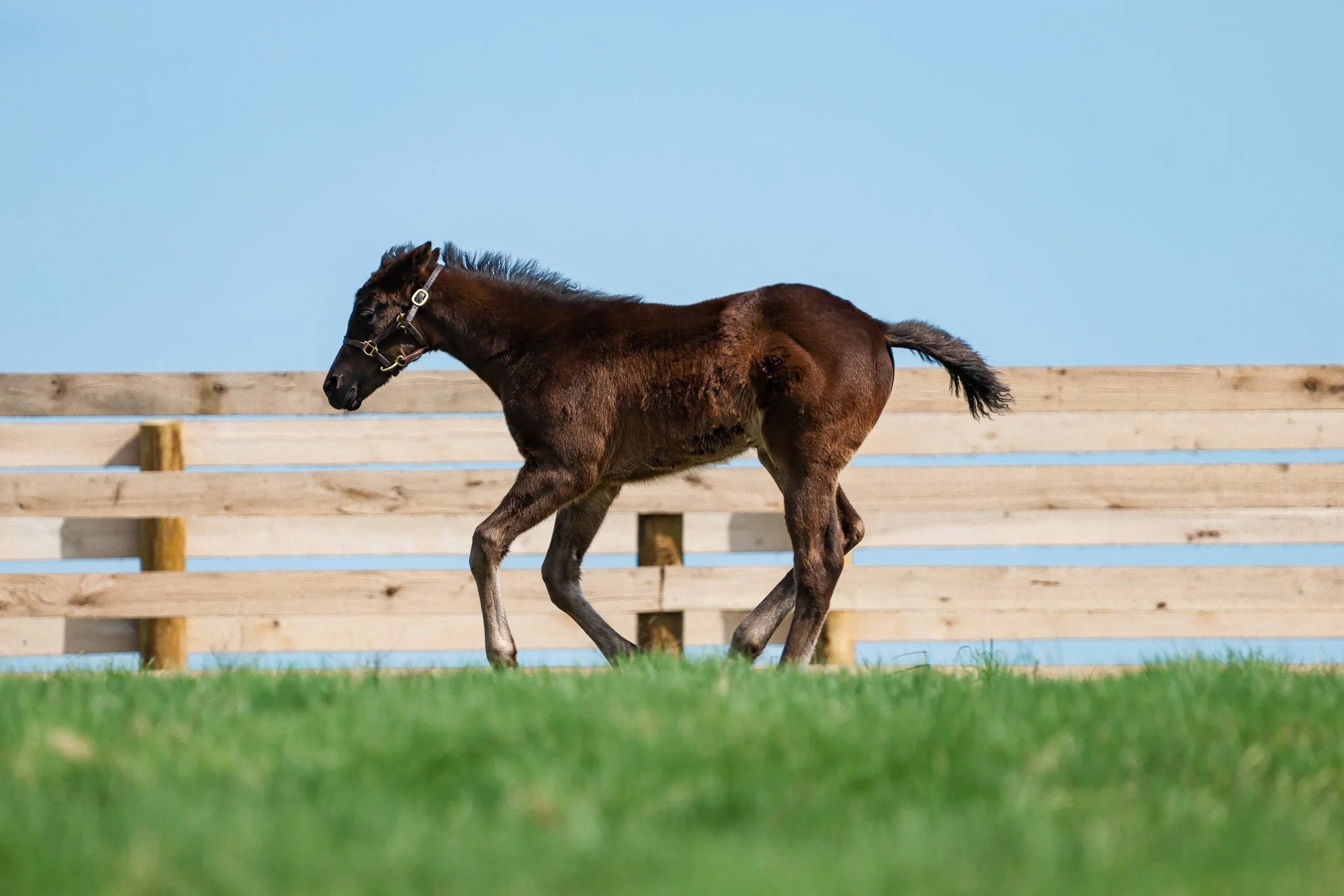 25 Goodnight Olive PP 4.2.25.jpg